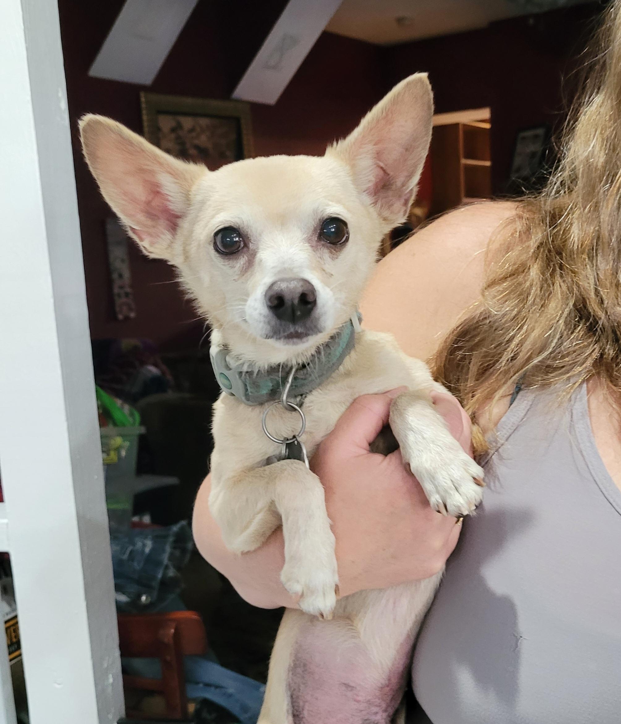 Bert, Adoptable, Adult Male Chihuahua.