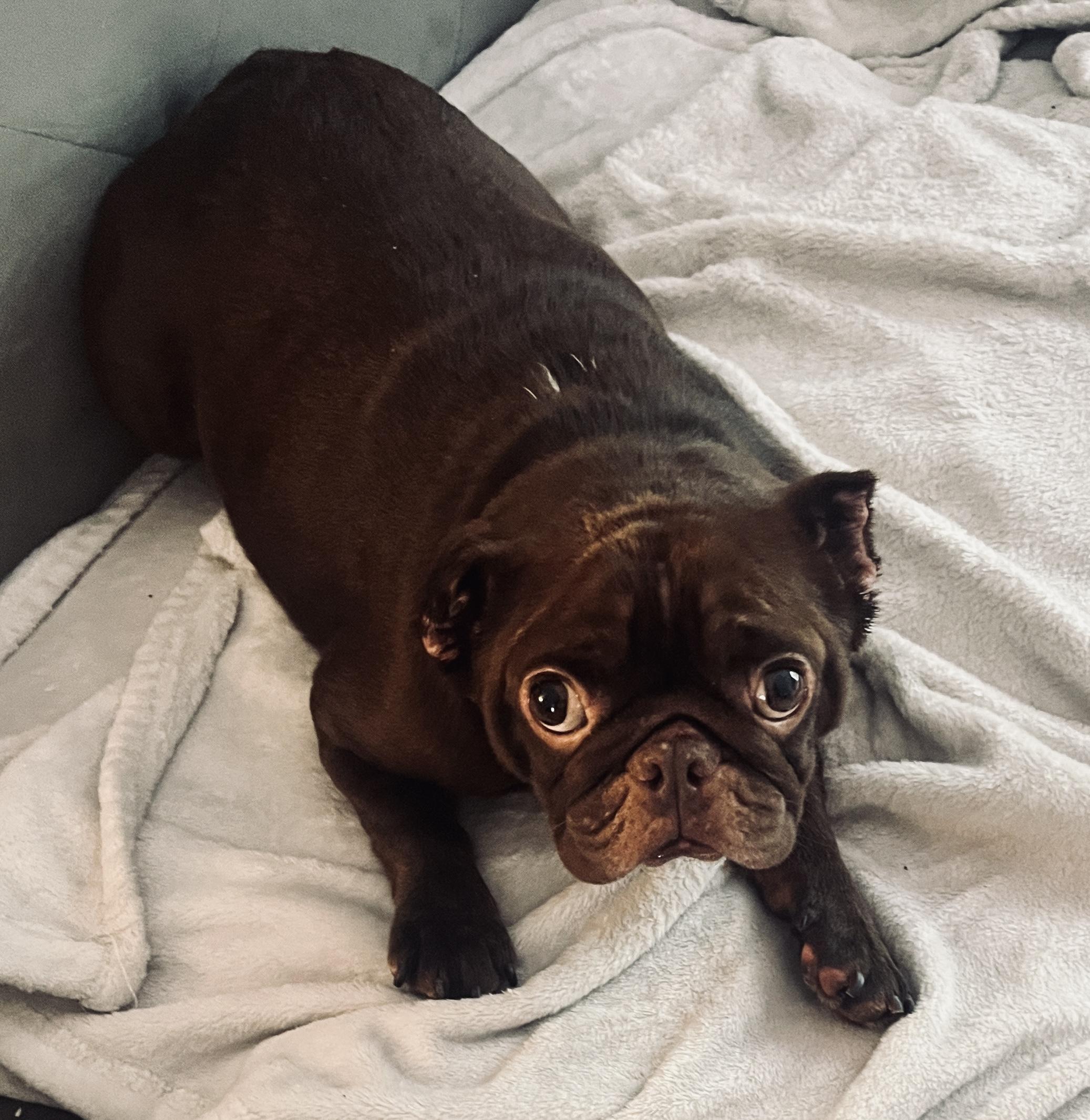 Enlarge Maddie, a ADOPTABLE French Bulldog in Bradenton, FL image 2/6