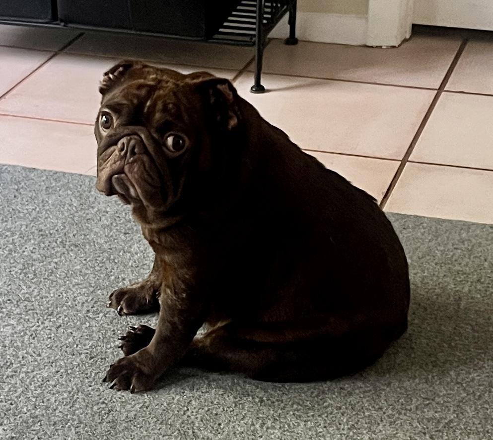 Maddie, ADOPTABLE, Young Female French Bulldog.