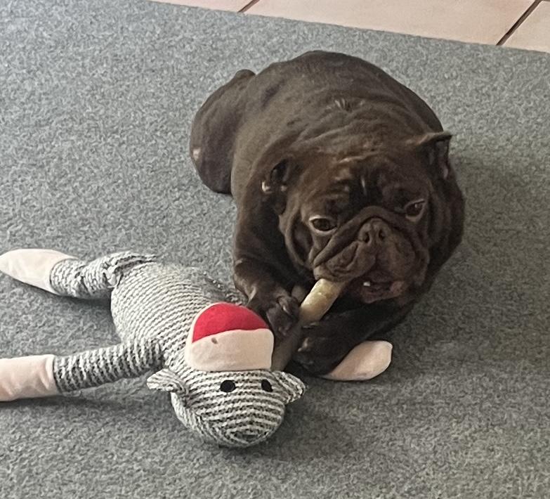 Enlarge Maddie, a ADOPTABLE French Bulldog in Bradenton, FL image 6/6