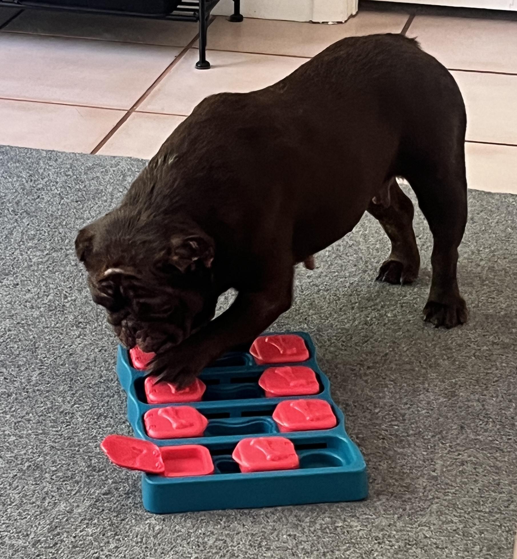 Enlarge Maddie, a ADOPTABLE French Bulldog in Bradenton, FL image 4/6