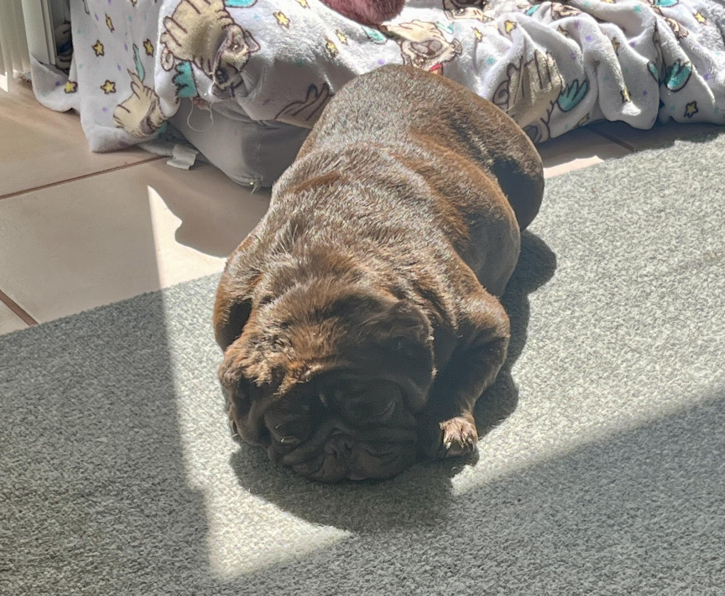 Enlarge Maddie, a ADOPTABLE French Bulldog in Bradenton, FL image 3/6