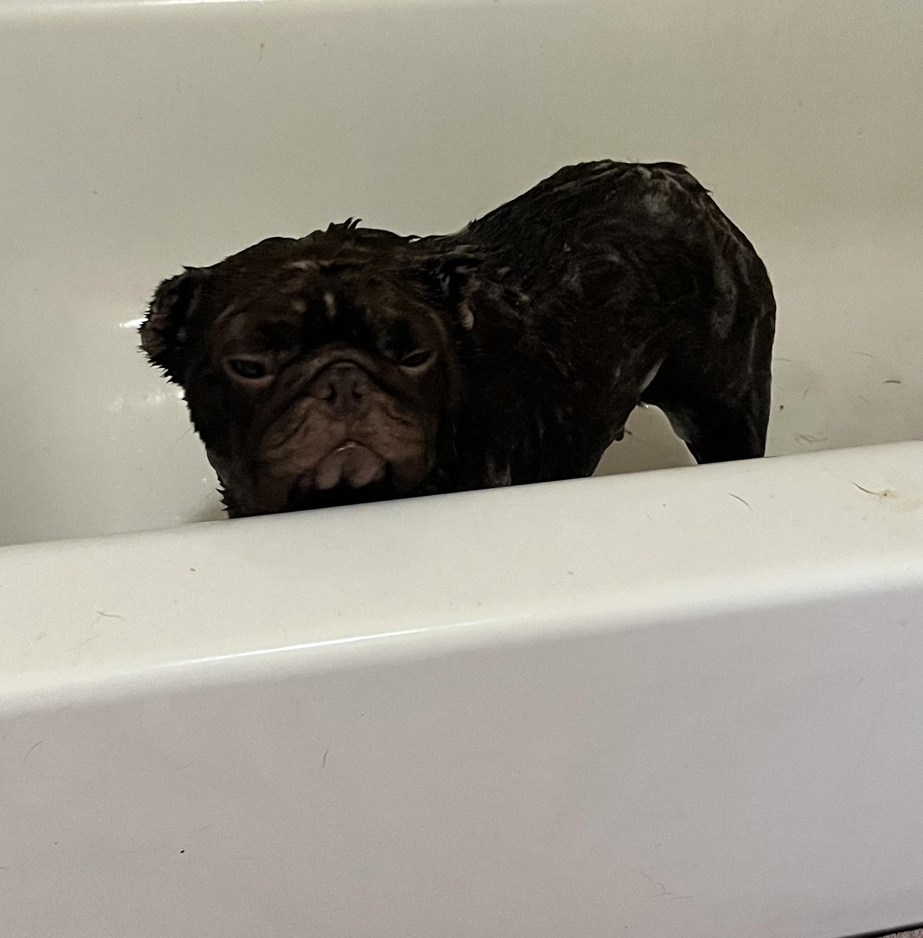 Enlarge Maddie, a ADOPTABLE French Bulldog in Bradenton, FL image 5/6