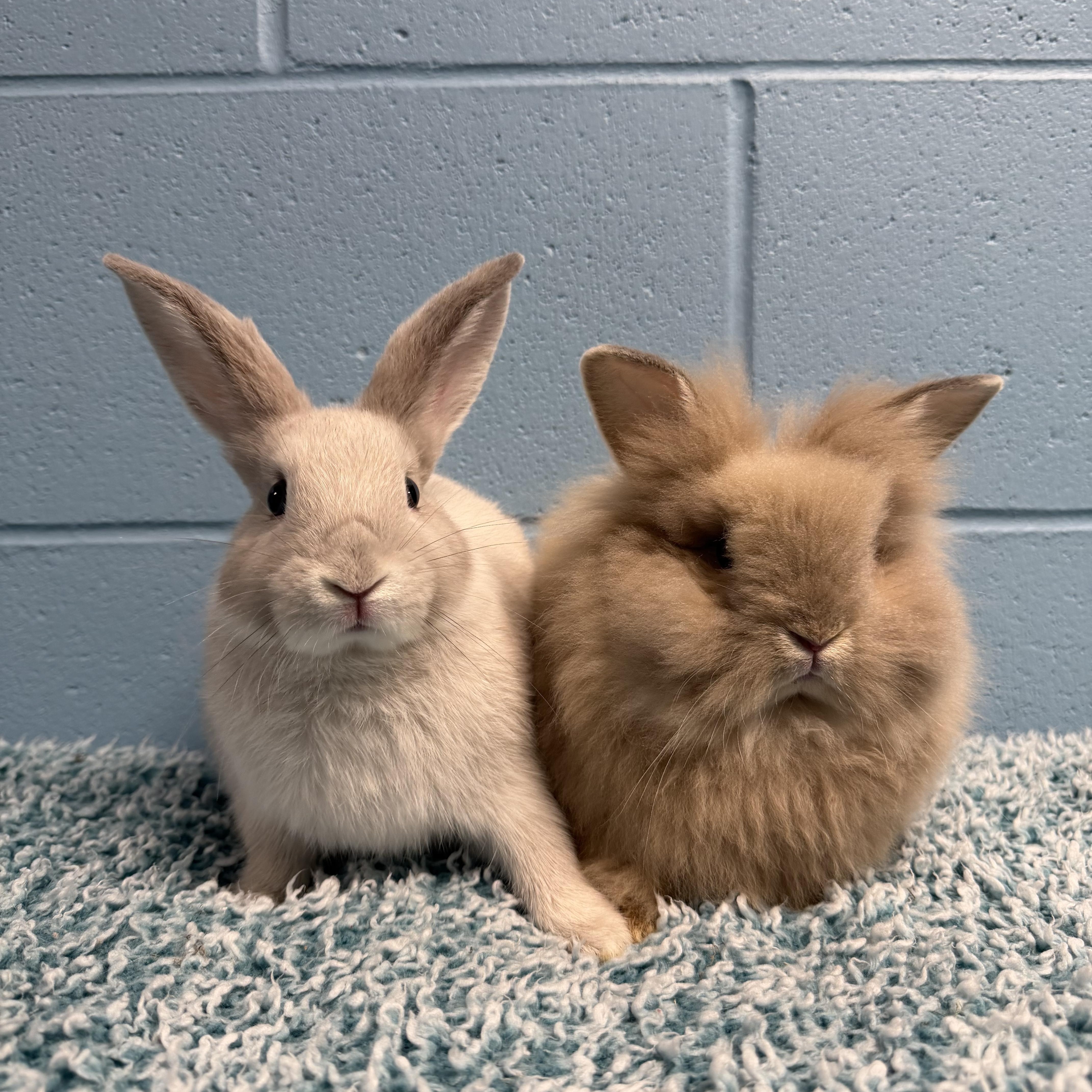 Enlarge Feta and Gouda, a ADOPTABLE mixed breed in Delta, BC image 1/3