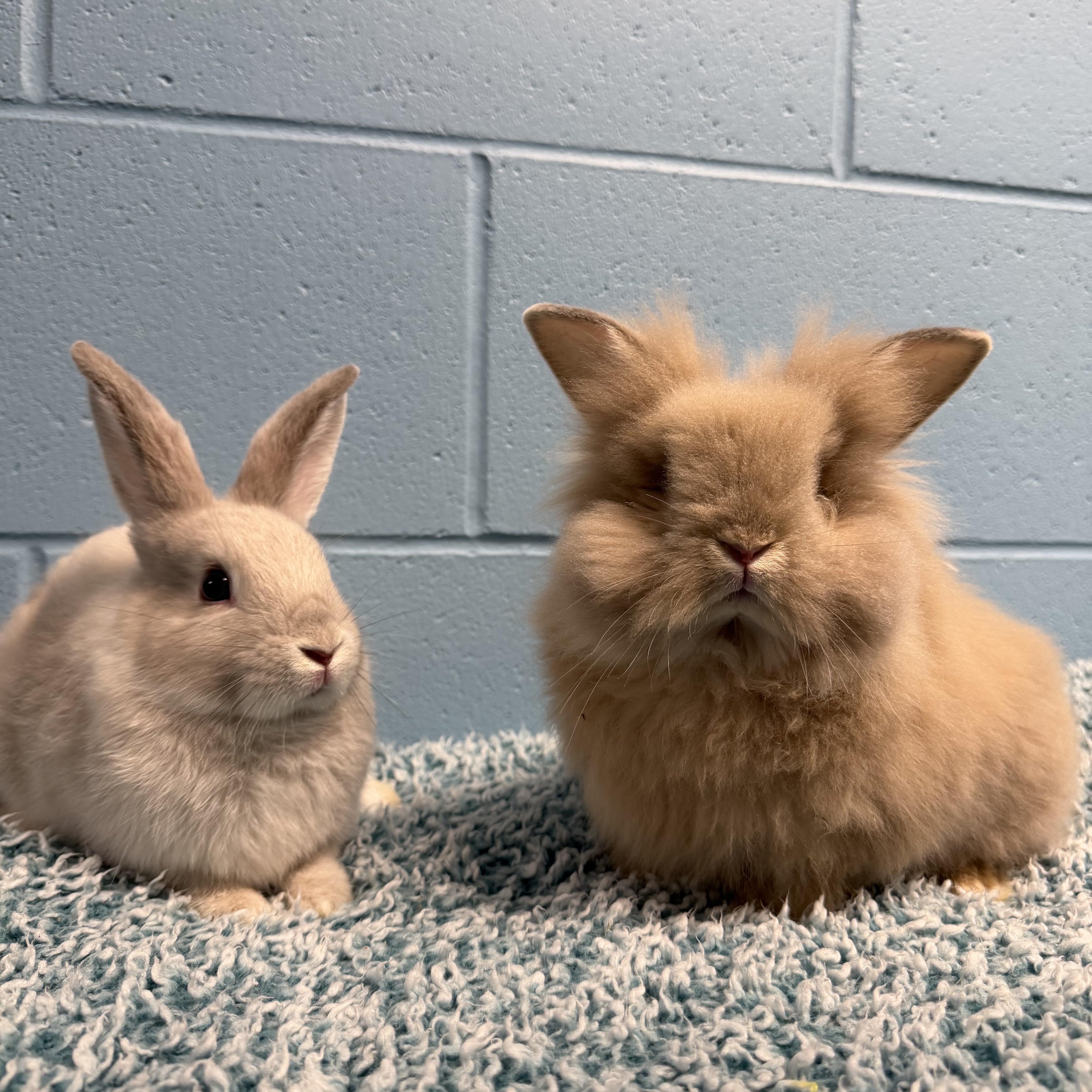 Enlarge Feta and Gouda, a ADOPTABLE mixed breed in Delta, BC image 2/3