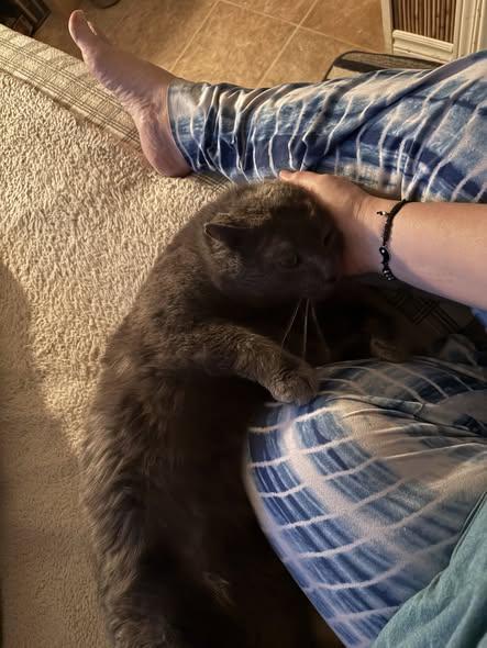 Enlarge Blue, a ADOPTABLE Domestic Short Hair in Spencerville, ON image 3/6