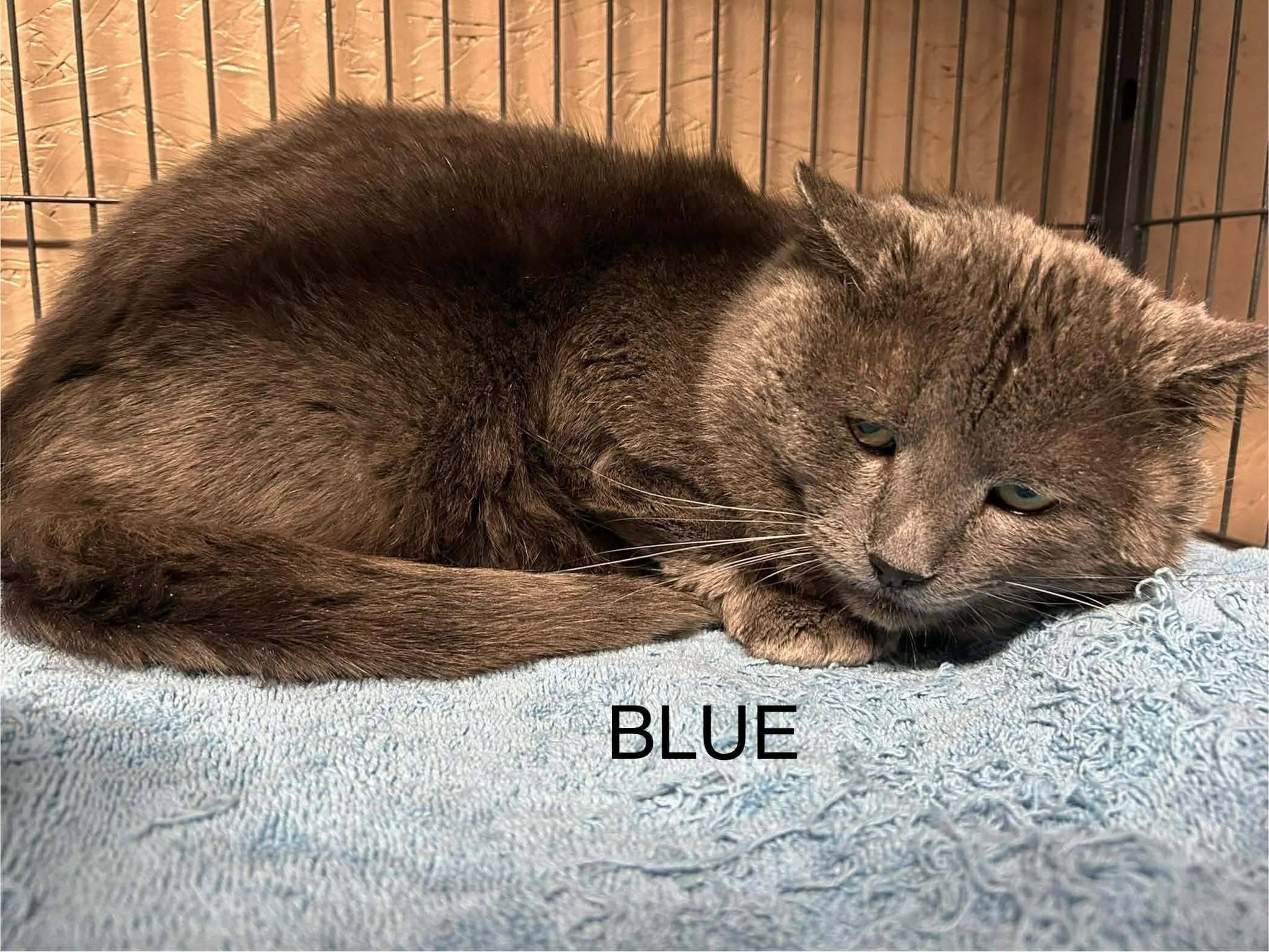 Blue, ADOPTABLE, Adult Male Domestic Short Hair.