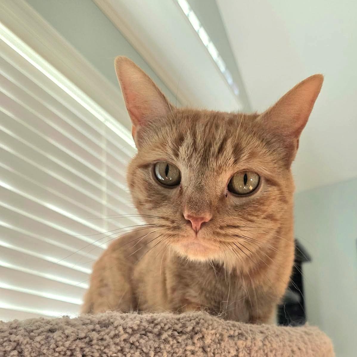 Enlarge Tigerlilly, a Adoptable Domestic Short Hair in Fort Oglethorpe, GA image 1/5