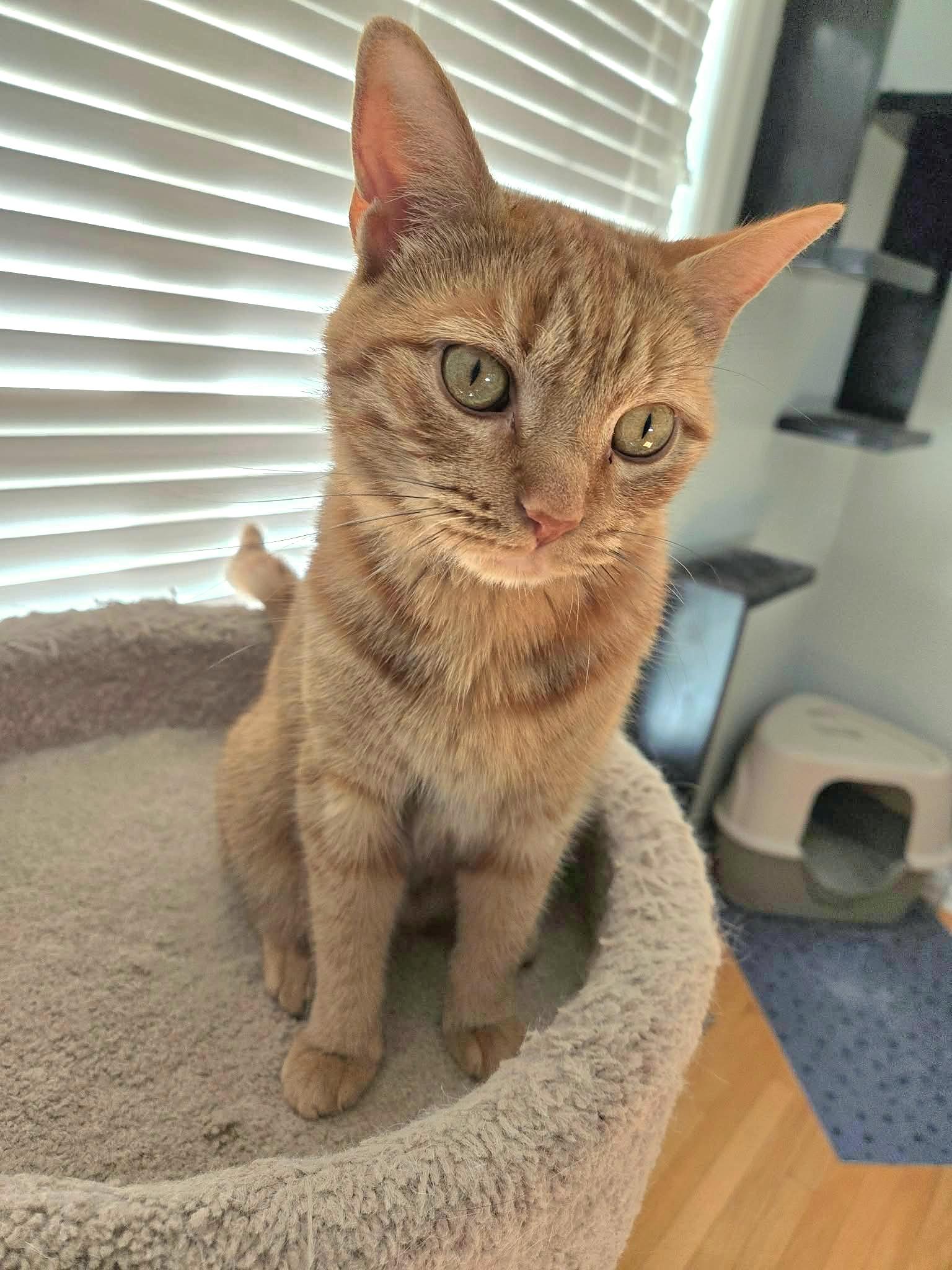 Enlarge Tigerlilly, a Adoptable Domestic Short Hair in Fort Oglethorpe, GA image 5/5