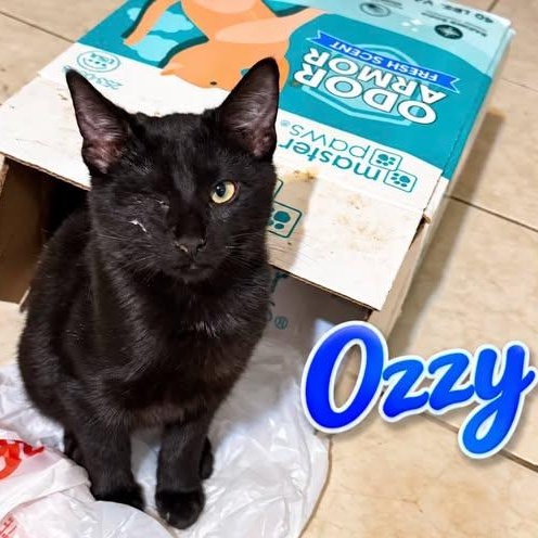 Ozzy, Adoptable, Kitten Male Domestic Short Hair.
