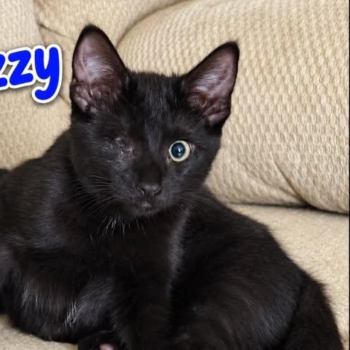 Enlarge Ozzy, a Adoptable Domestic Short Hair in Westland, MI image 2/2