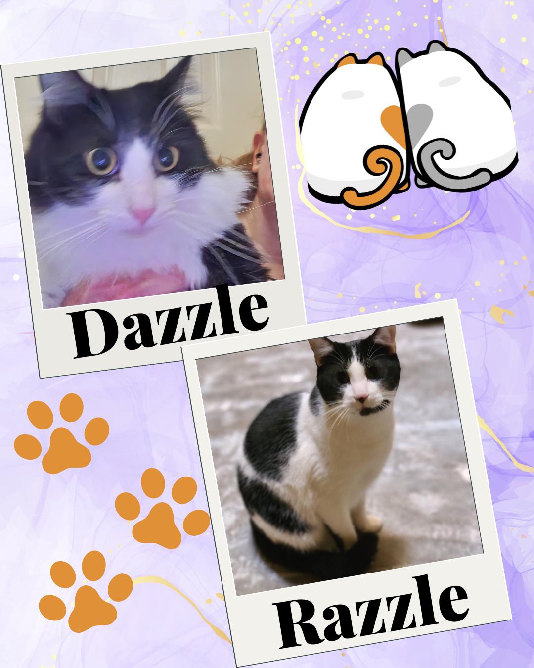 Enlarge Bonded Pair Dazzle and Razzle, a Adoptable Domestic Long Hair in Dallas, TX image 1/1