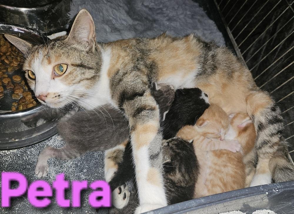 Petra, Adoptable, Adult Female Domestic Short Hair.