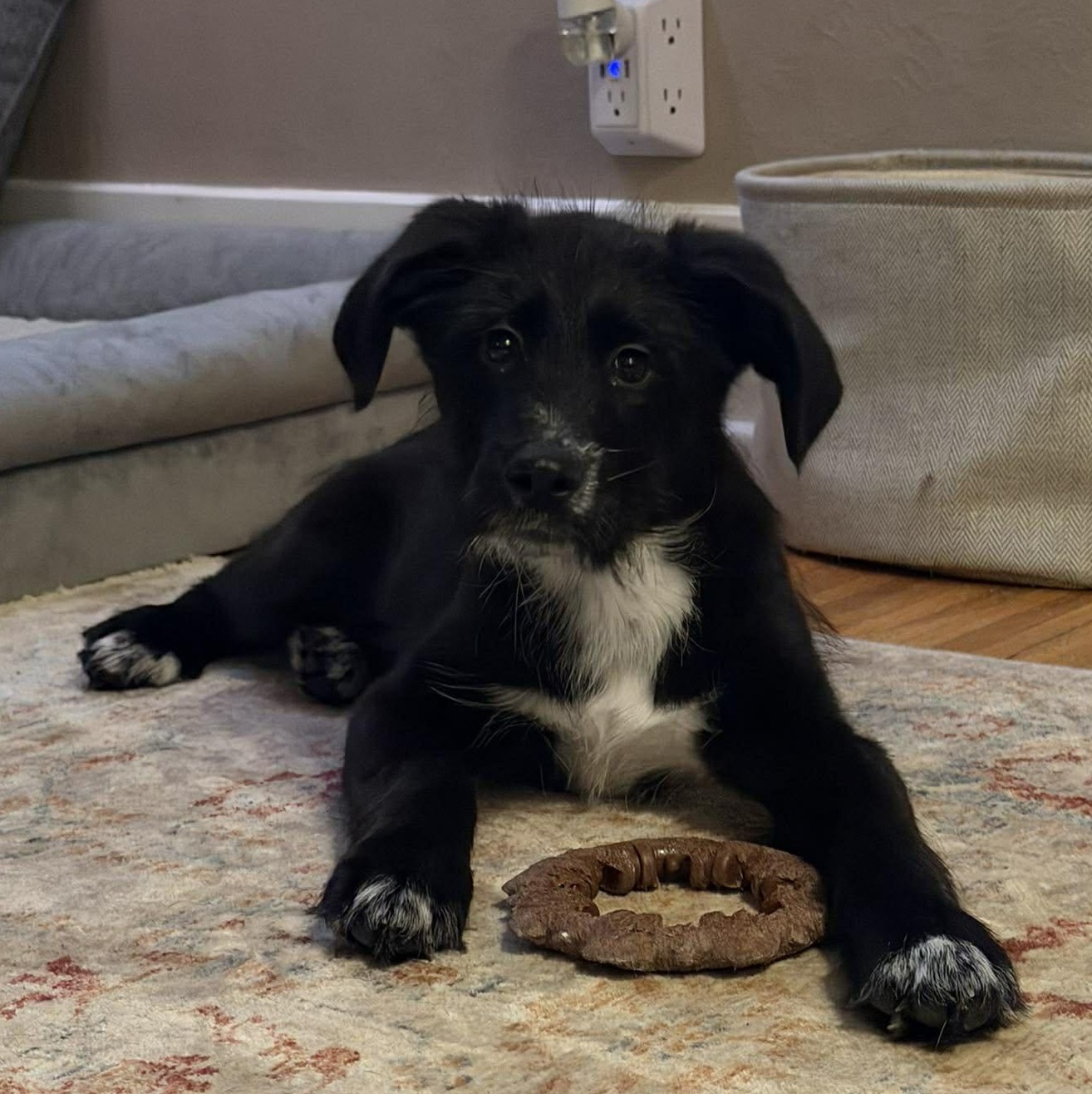 Enlarge Fuzzy, an adopted mixed breed in Rochester, NY image 2/5