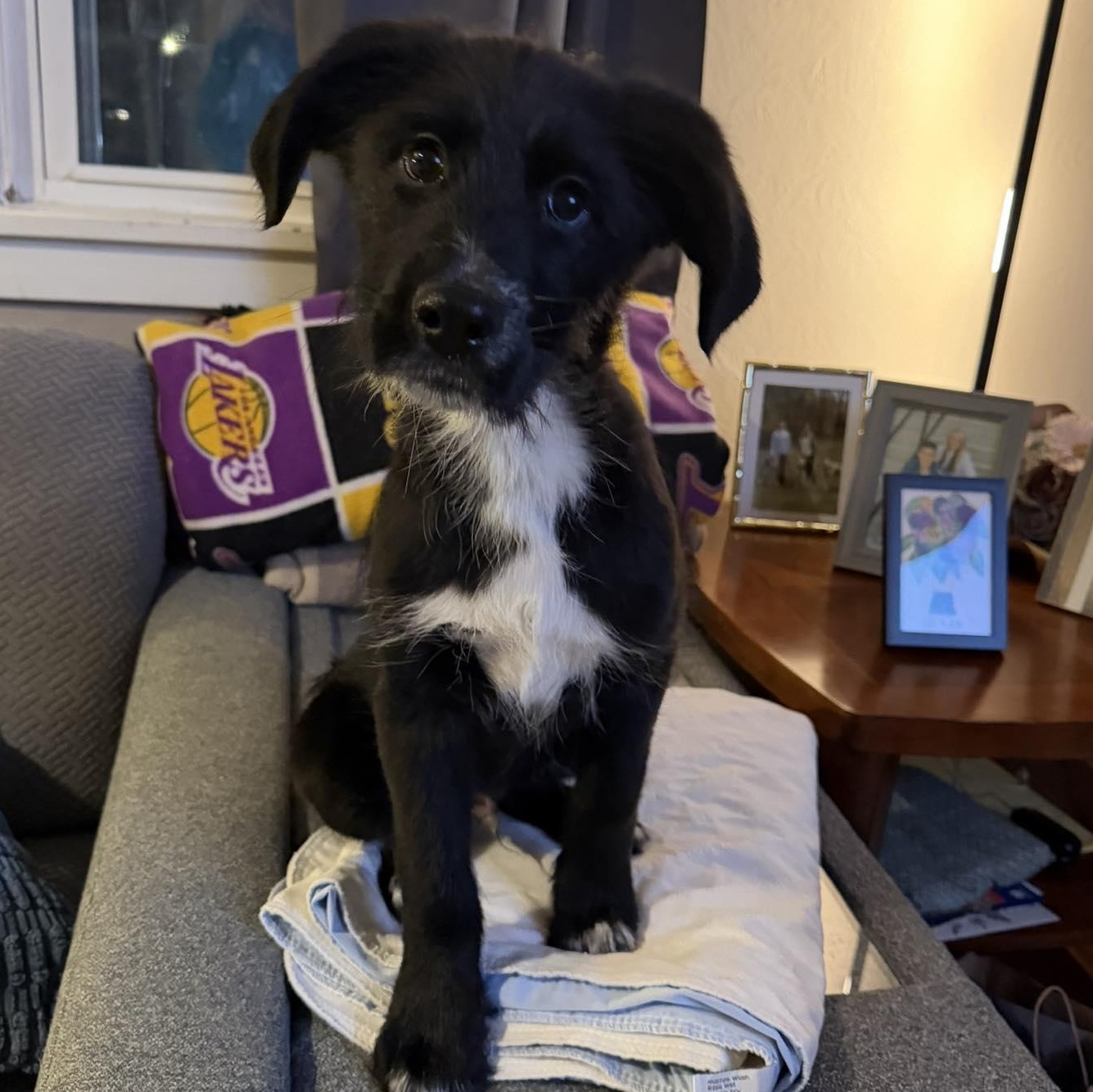 Fuzzy, adopted, Puppy Male Labradoodle & Hound.