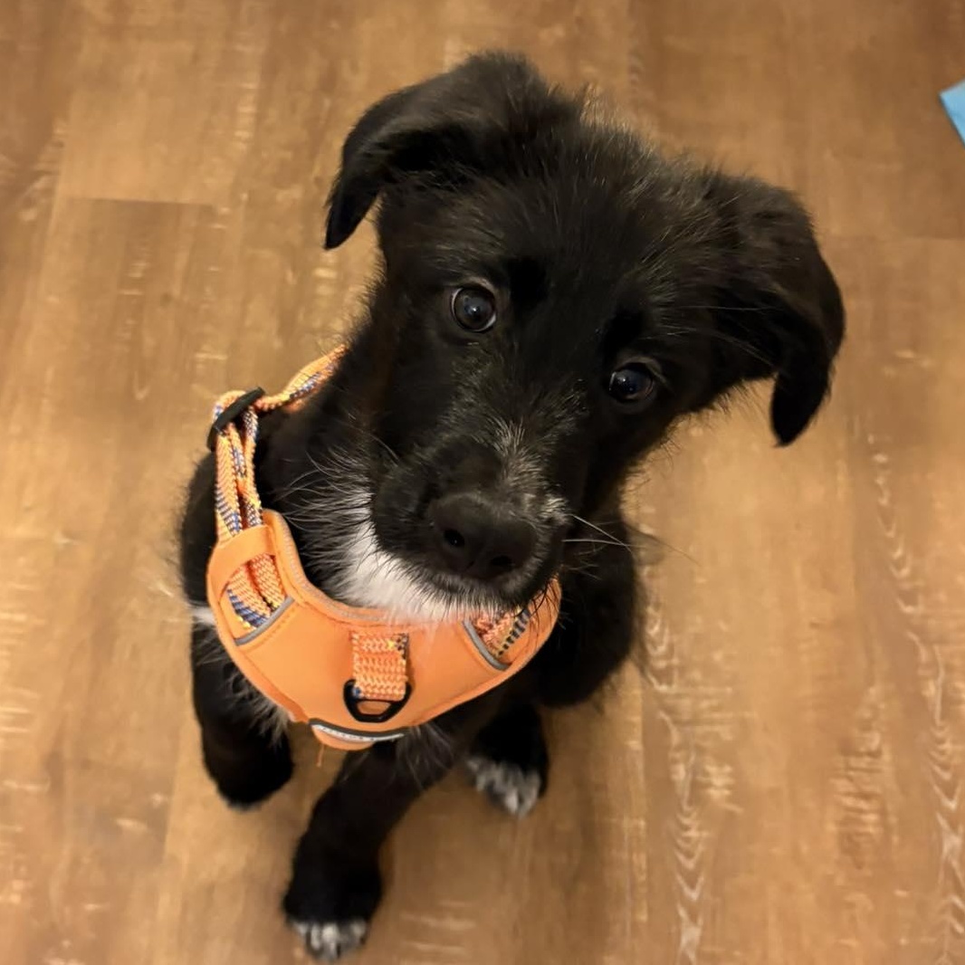 Enlarge Fuzzy, an adopted mixed breed in Rochester, NY image 4/5