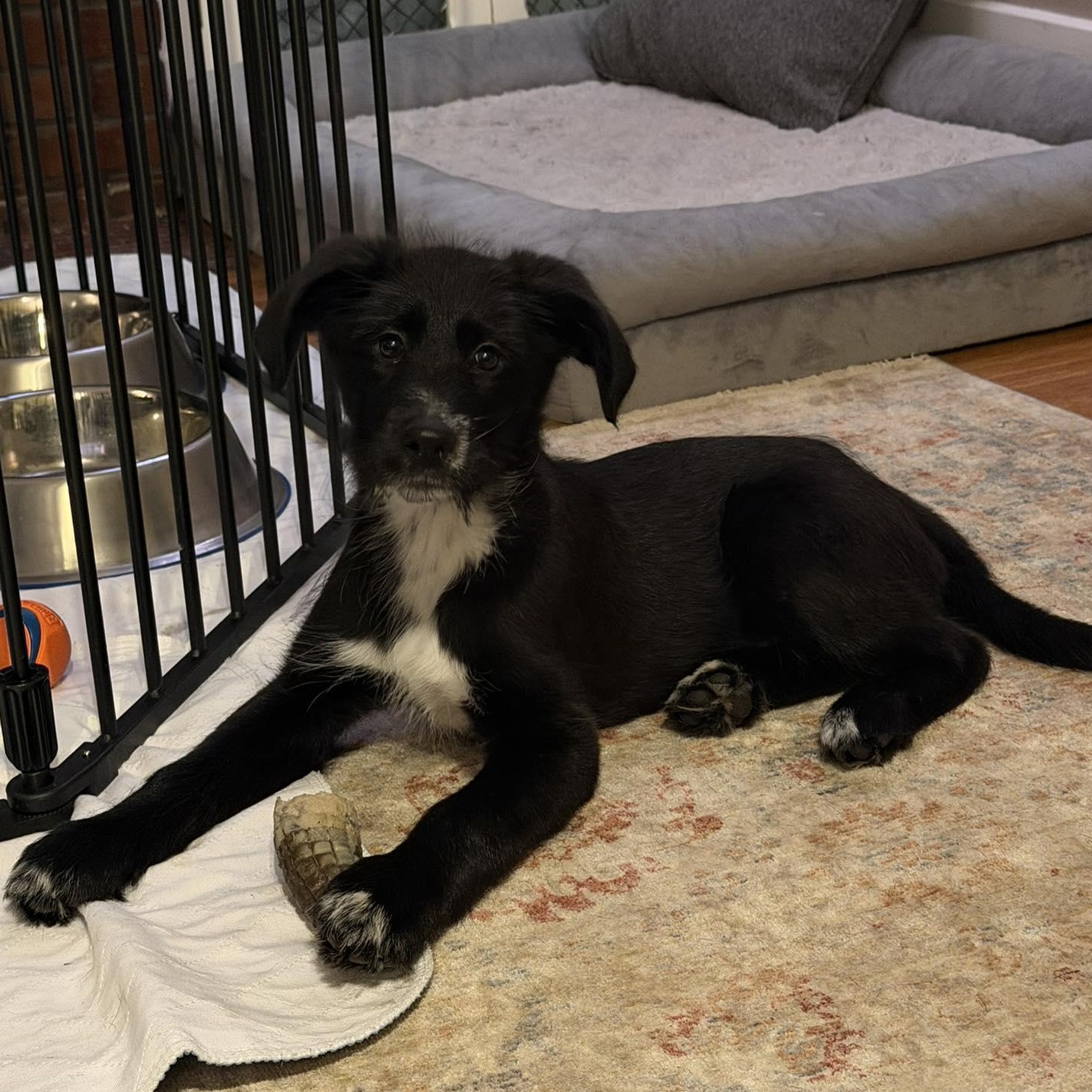 Enlarge Fuzzy, an adopted mixed breed in Rochester, NY image 3/5