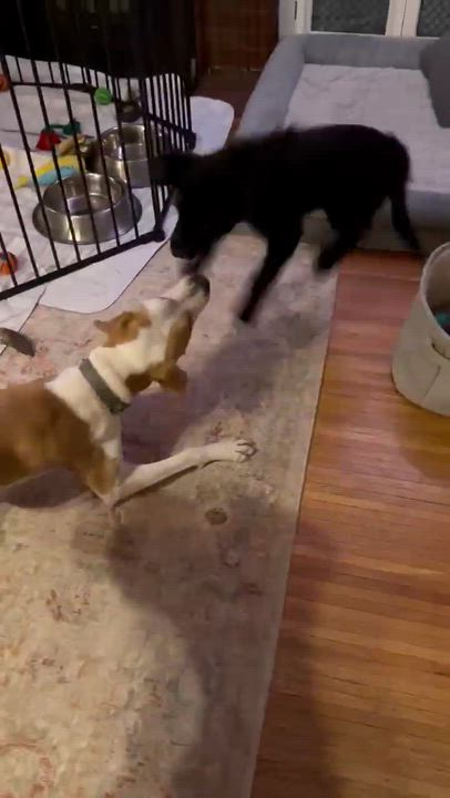 Enlarge Fuzzy, an adopted mixed breed in Rochester, NY video 5/5