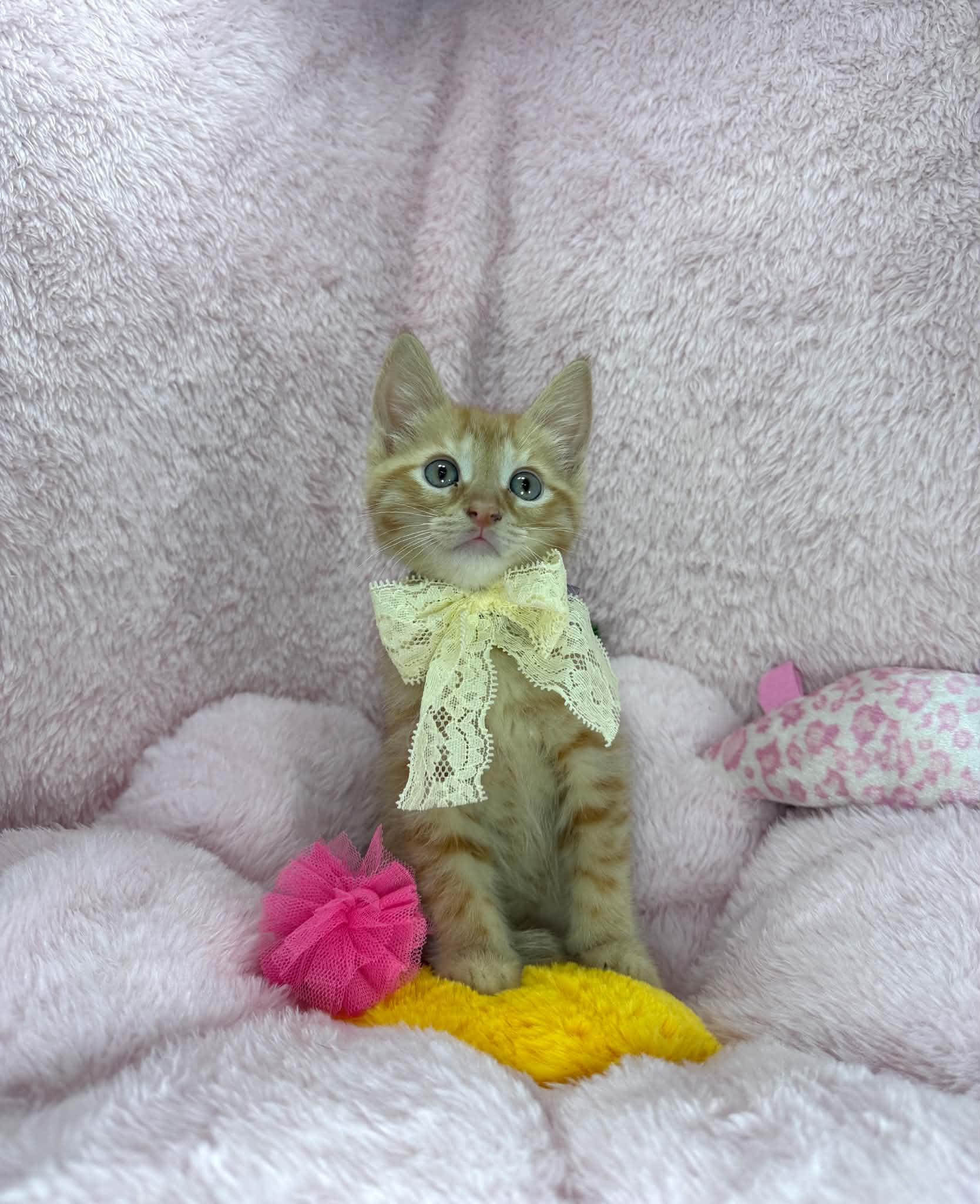 Winnie, a ADOPTABLE Tabby in Tavares, FL image 2/3