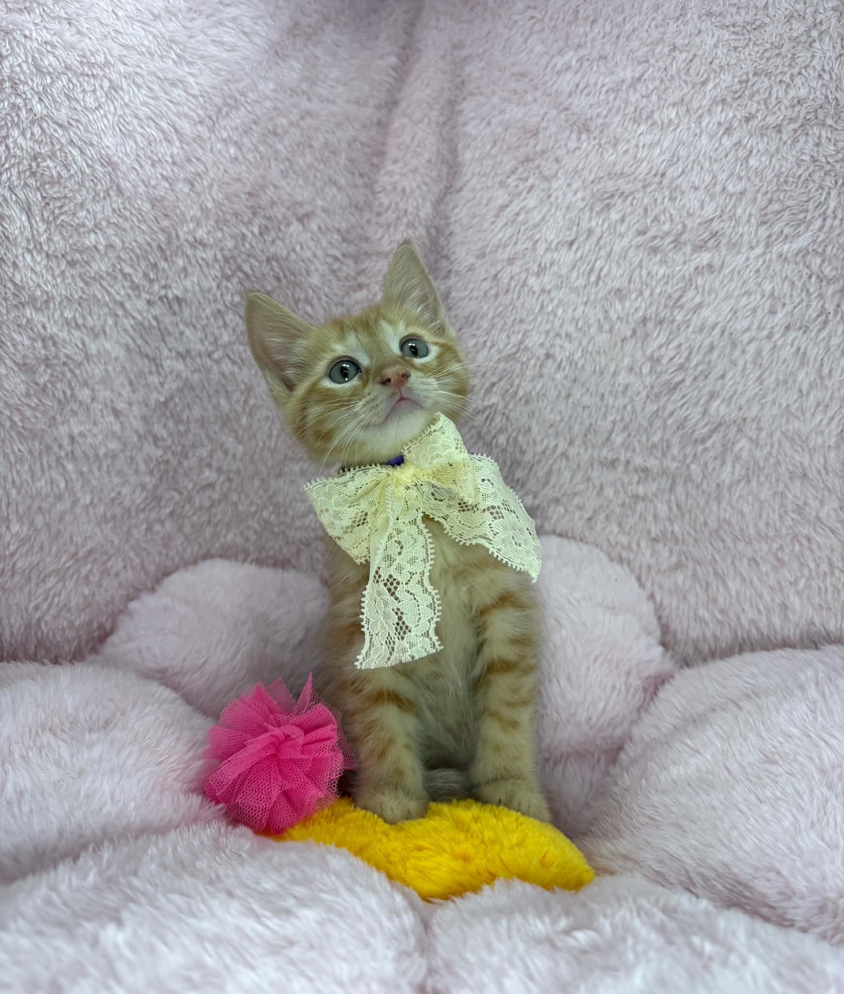Winnie, a ADOPTABLE Tabby in Tavares, FL image 3/3