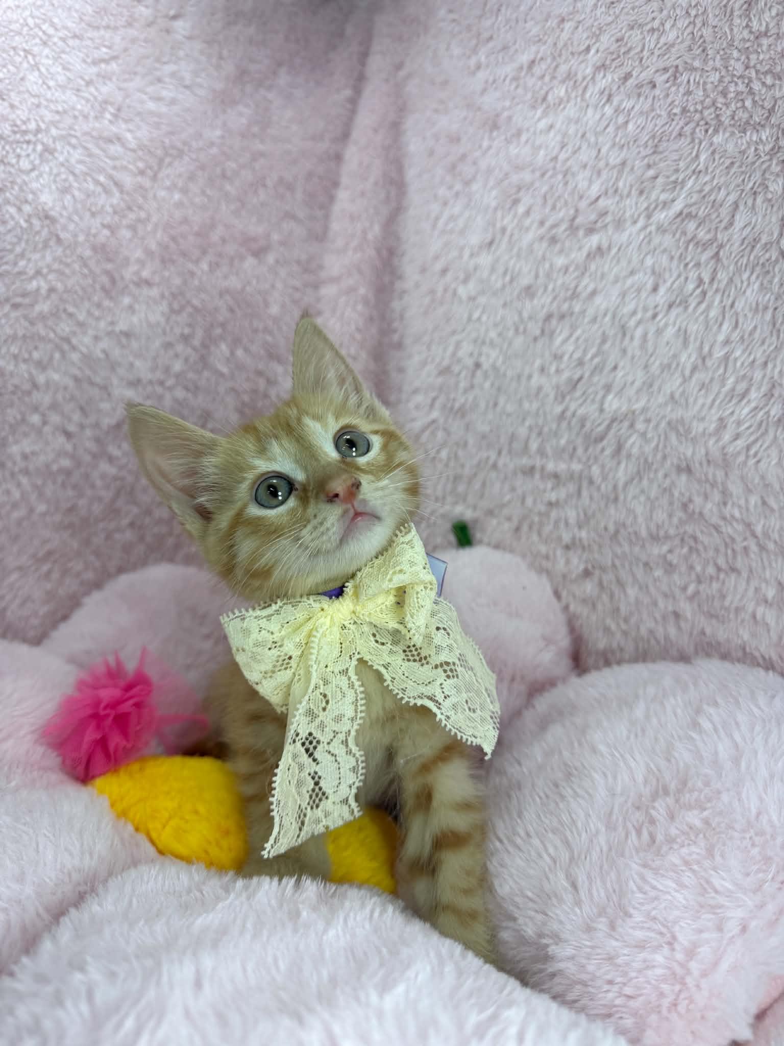 Winnie, a ADOPTABLE Tabby in Tavares, FL image 1/3