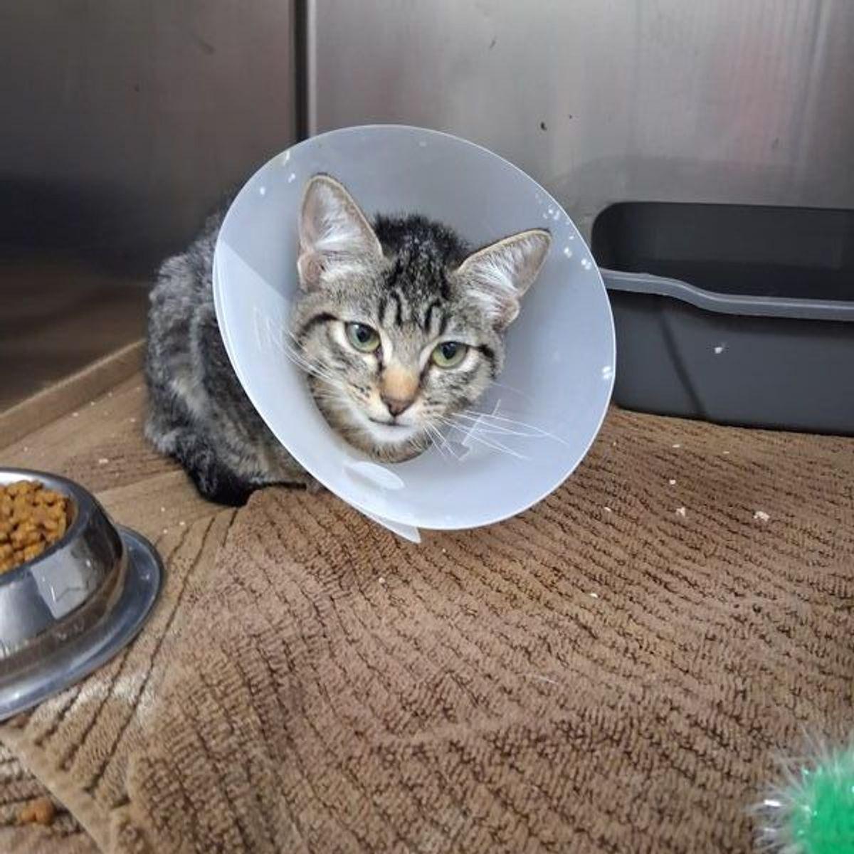 Kumquat, Adoptable, Young Female Domestic Short Hair.