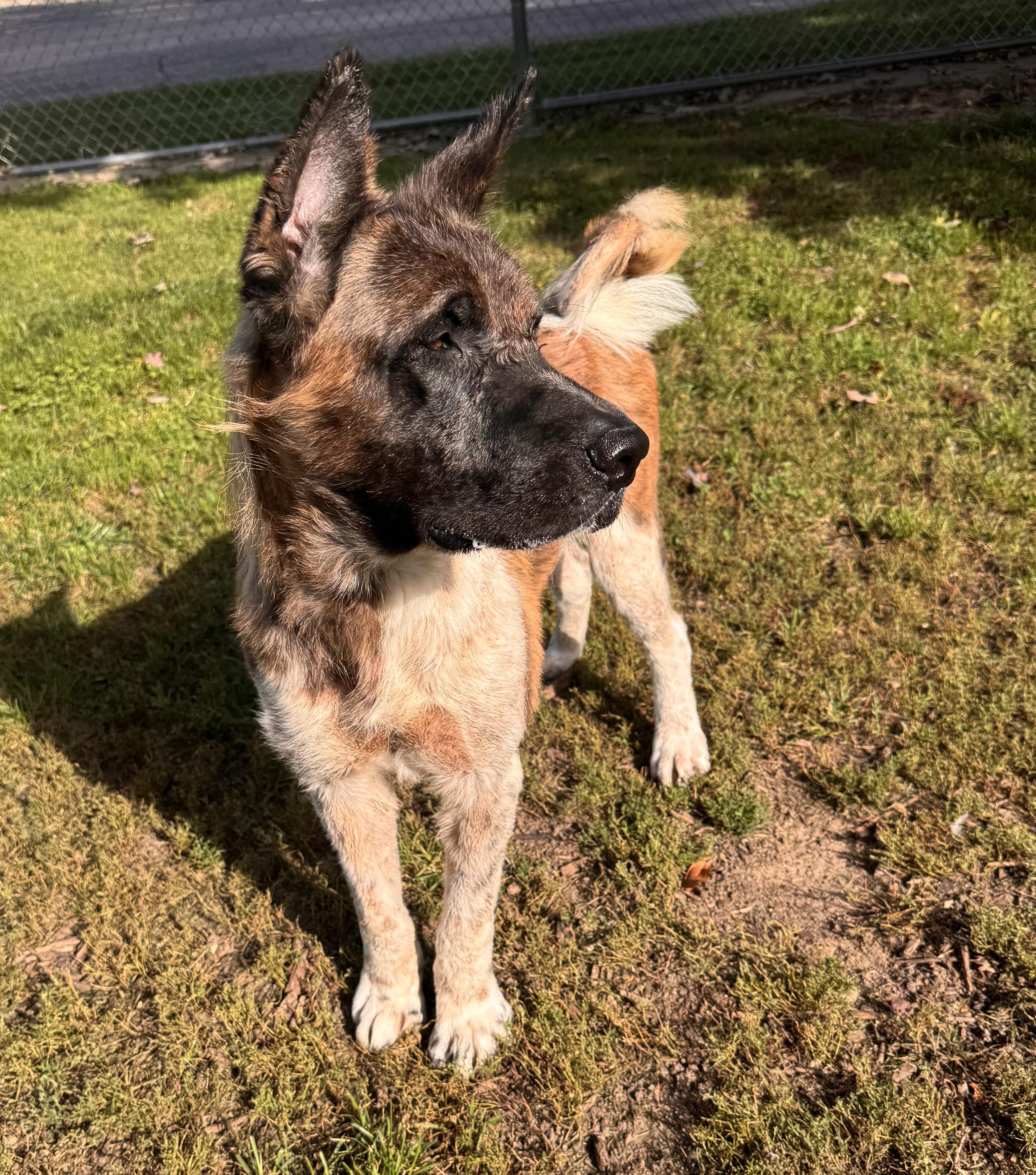 Enlarge Big Bear, a Adoptable Akita in Yorkville, IL image 2/3