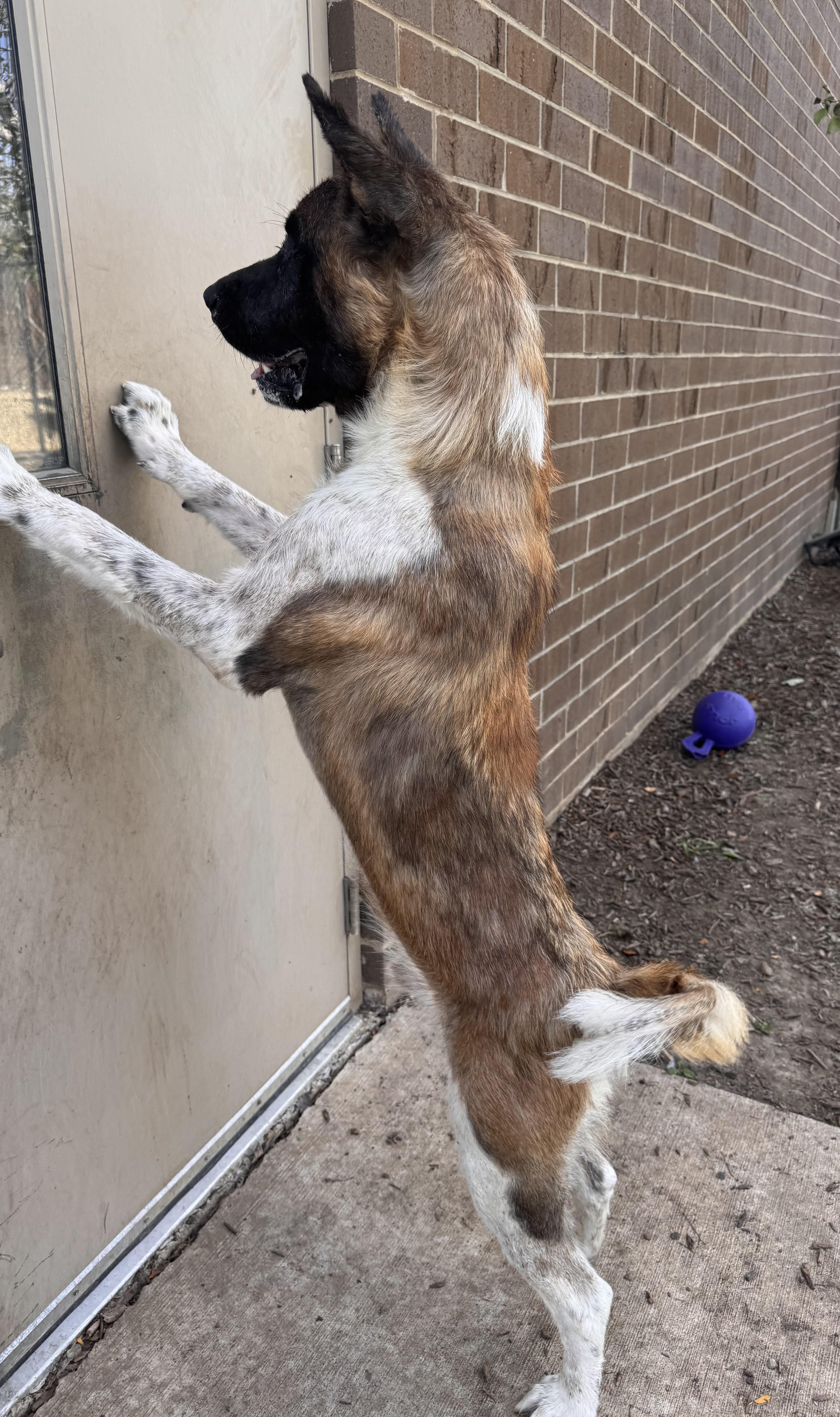 Enlarge Big Bear, a Adoptable Akita in Yorkville, IL image 3/3
