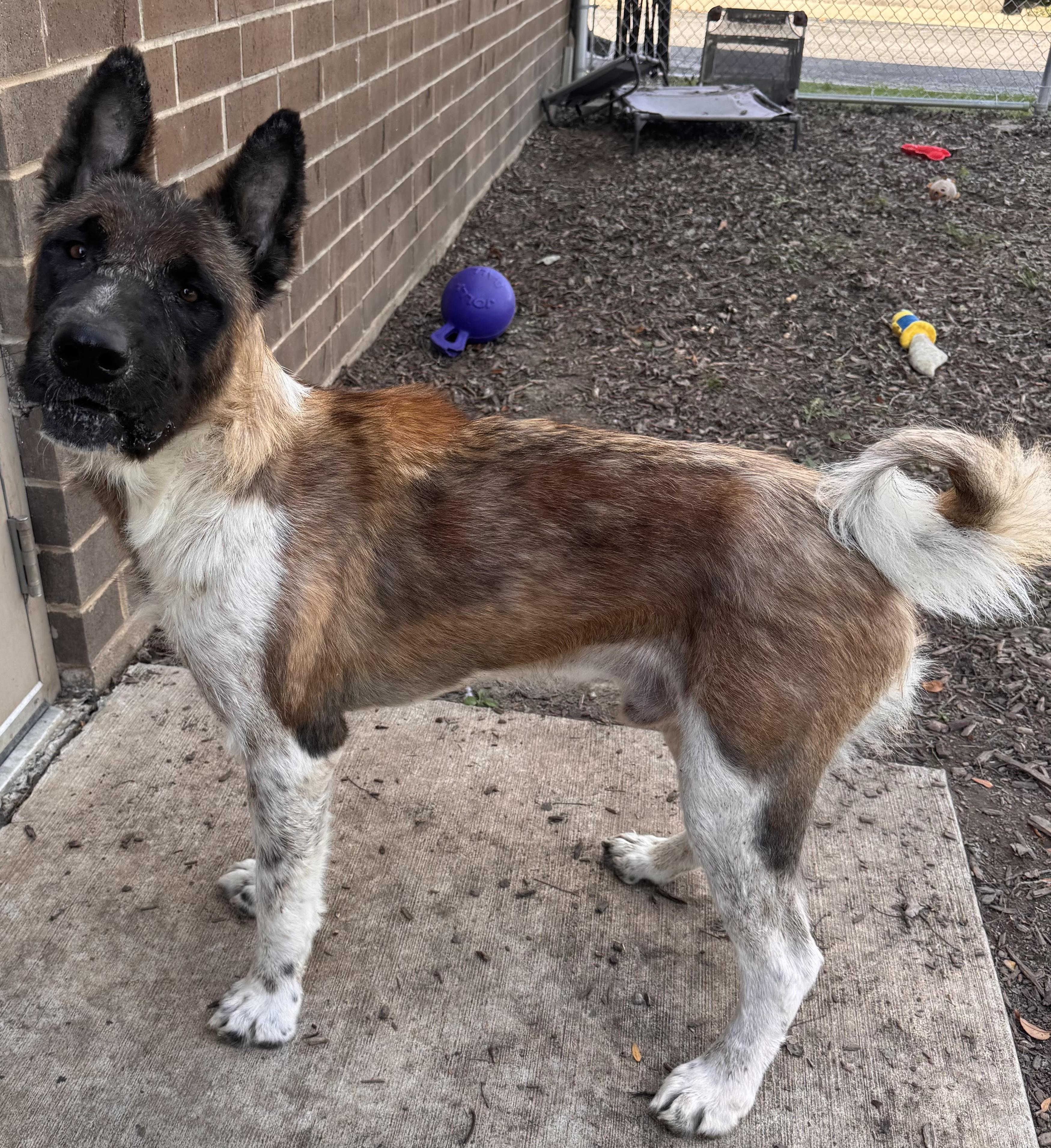 Enlarge Big Bear, a Adoptable Akita in Yorkville, IL image 1/3