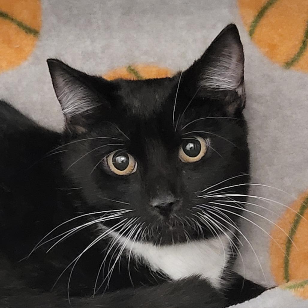 Enlarge Gary, a Adoptable Domestic Short Hair in Las Vegas, NV image 2/2