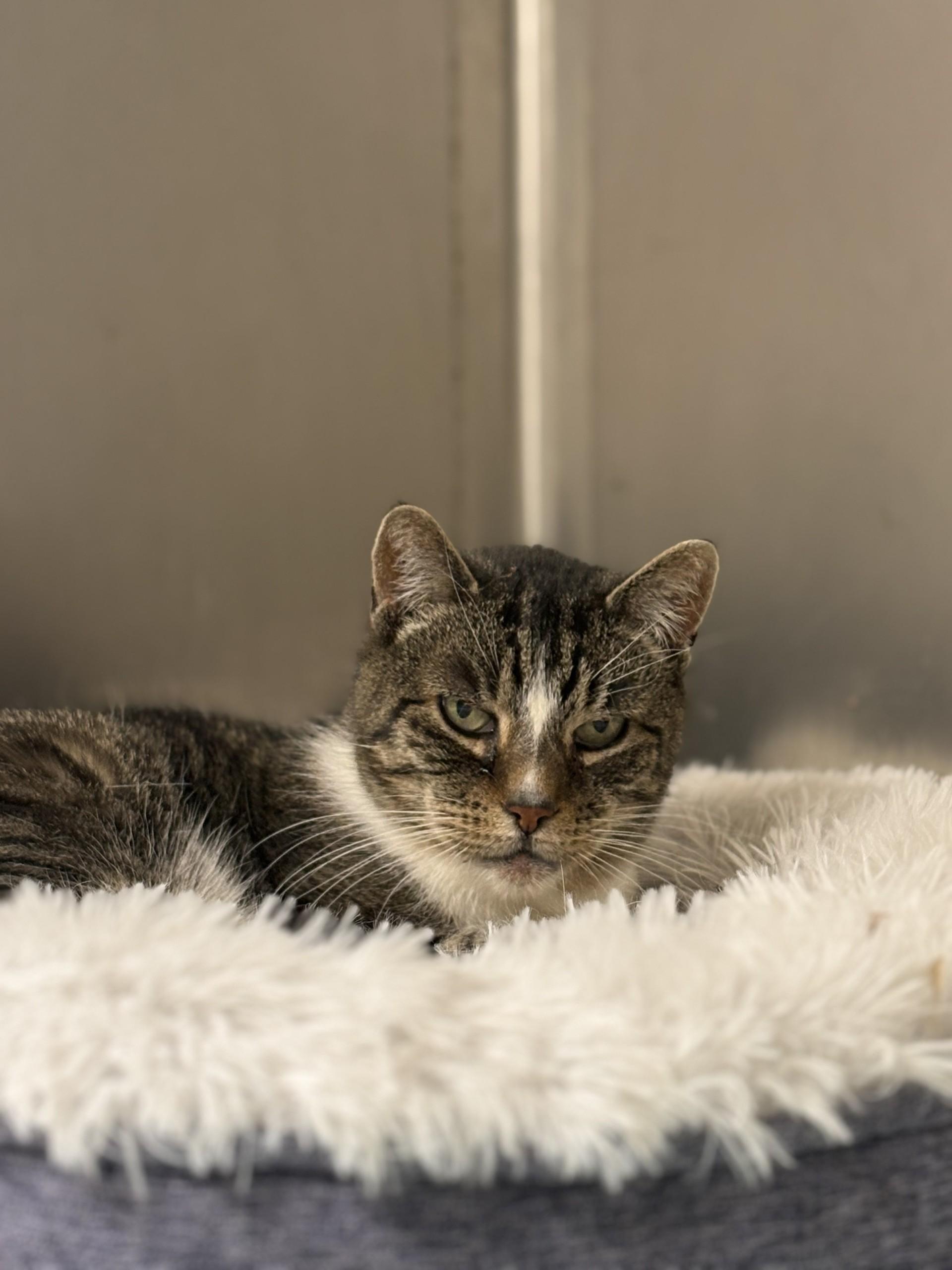 Tessa, ADOPTABLE, Senior Female Domestic Short Hair.