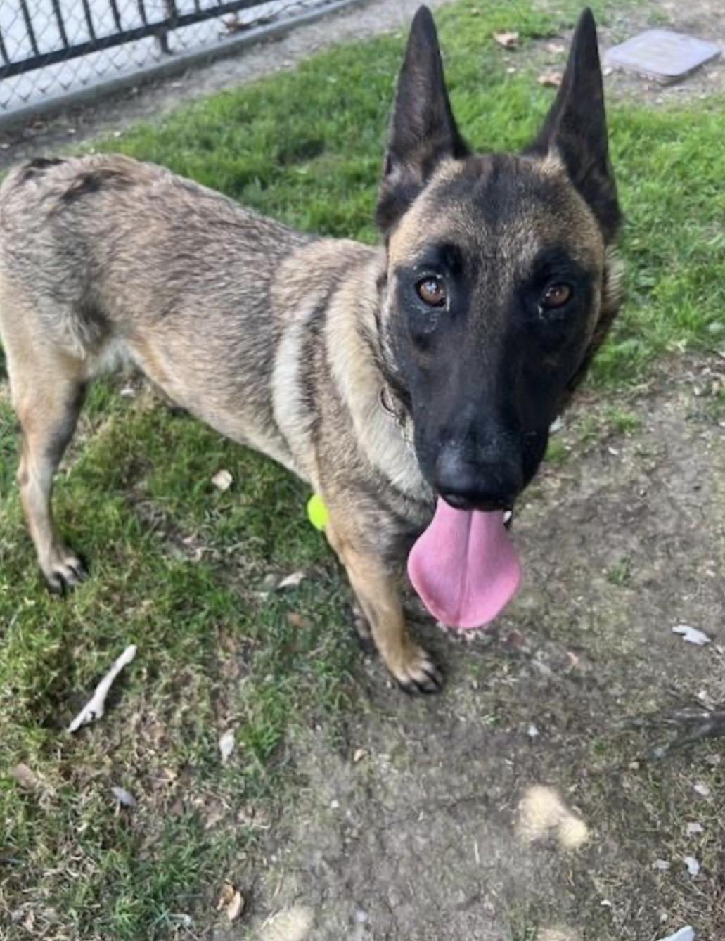 Enlarge Luna, a Adoptable Belgian Shepherd / Malinois in Duxbury, MA image 1/1