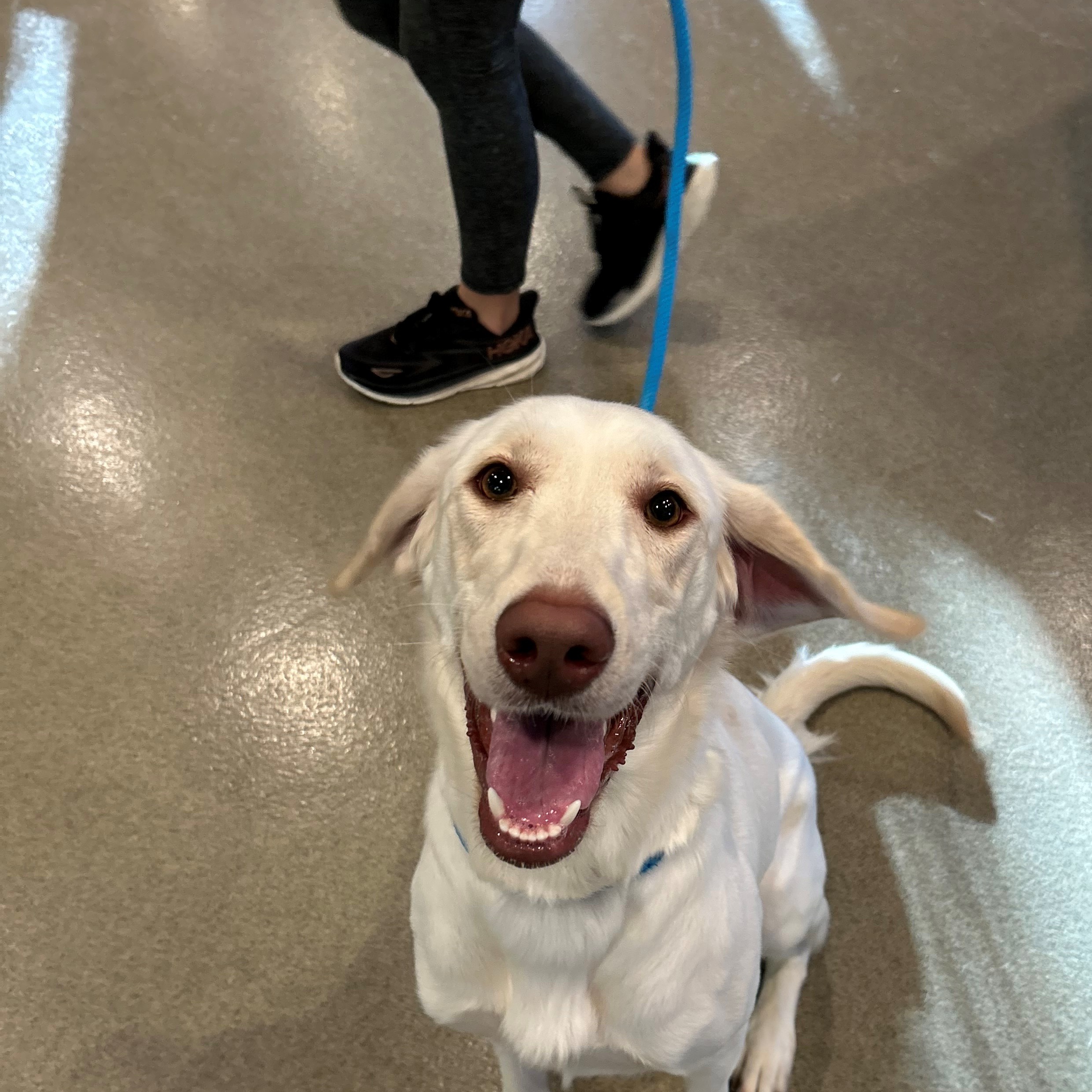Dog for adoption Rosie, a Labrador Retriever in Kearney, NE Petfinder