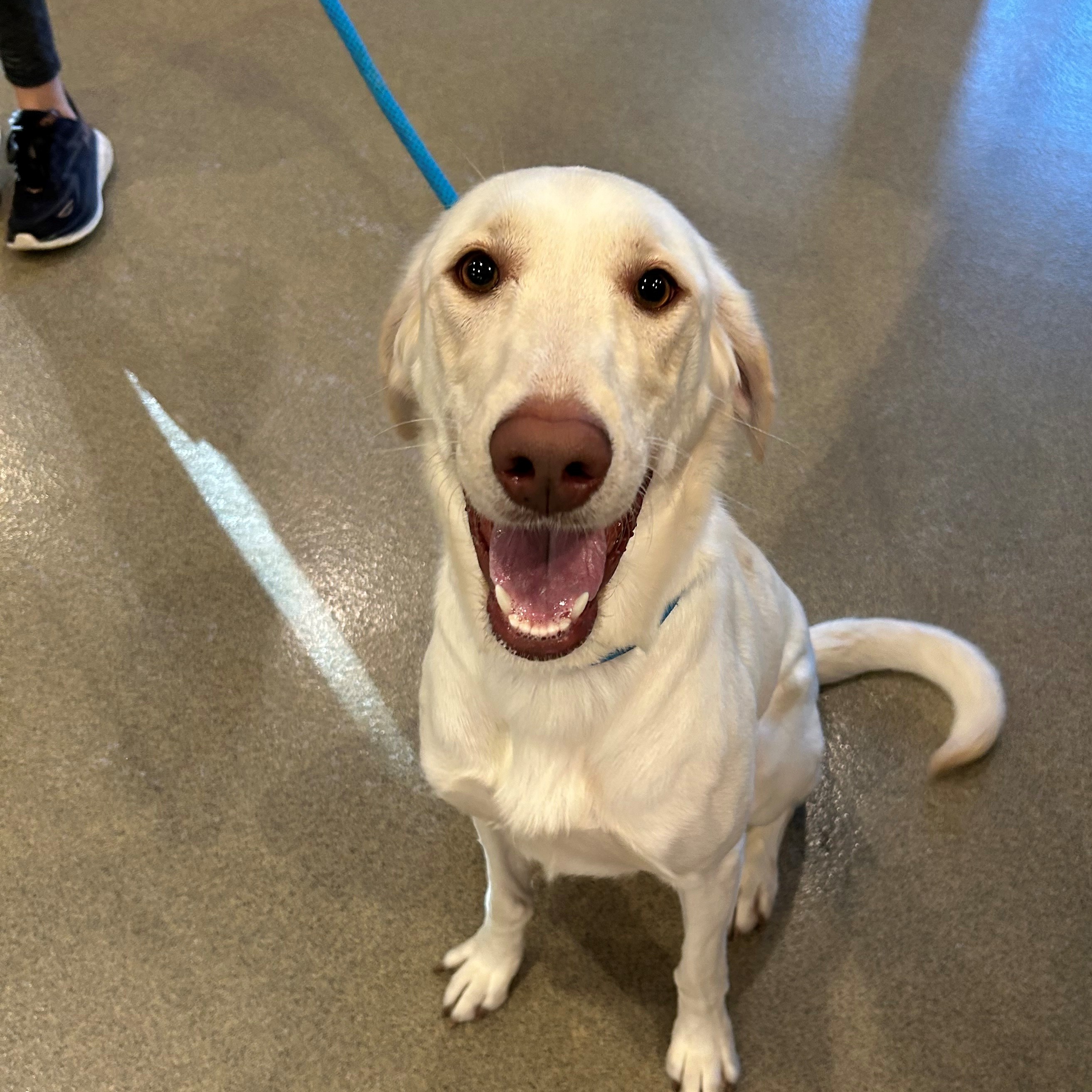 Dog for adoption Rosie, a Labrador Retriever in Kearney, NE Petfinder