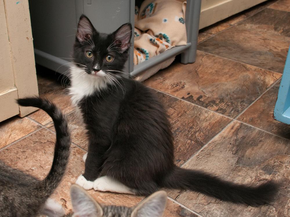 Inky (gets adopted with Binx)