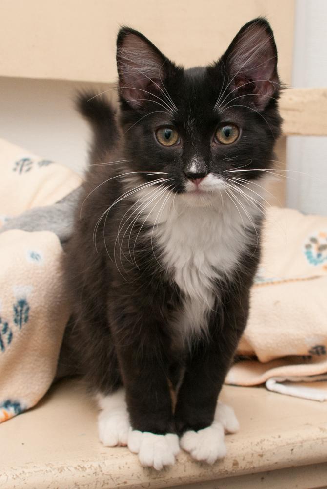 Inky (gets adopted with Binx)