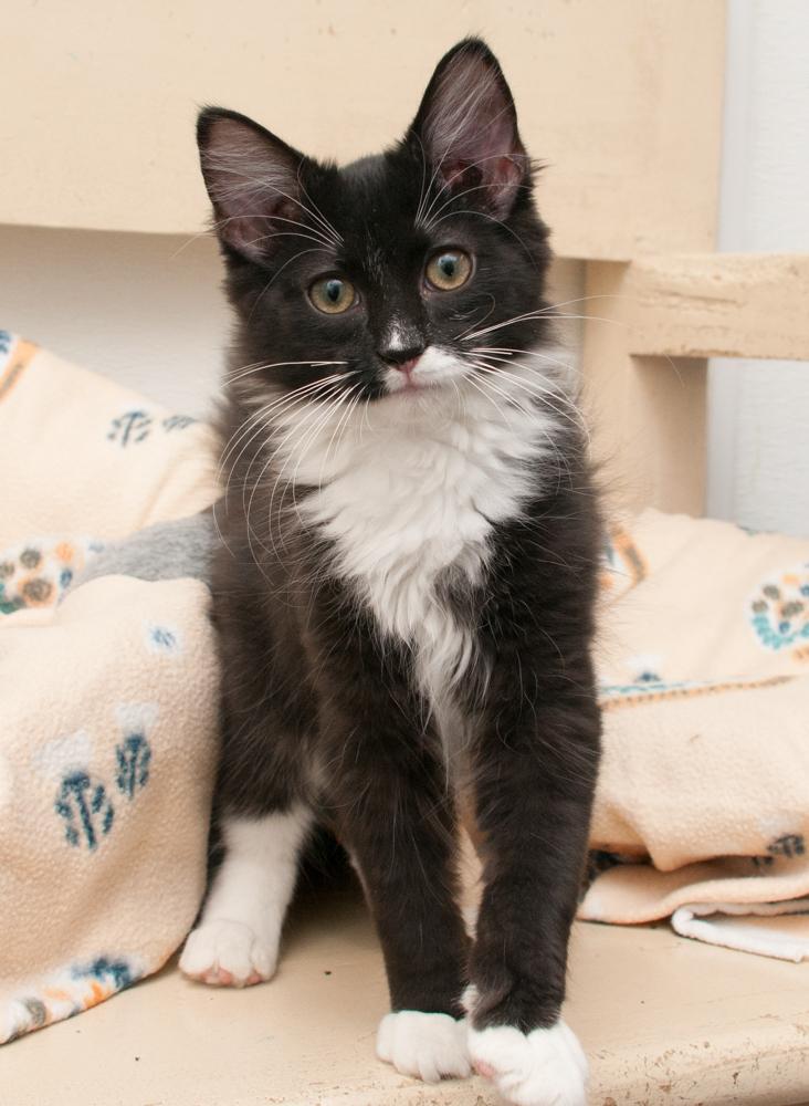 Inky (gets adopted with Binx)