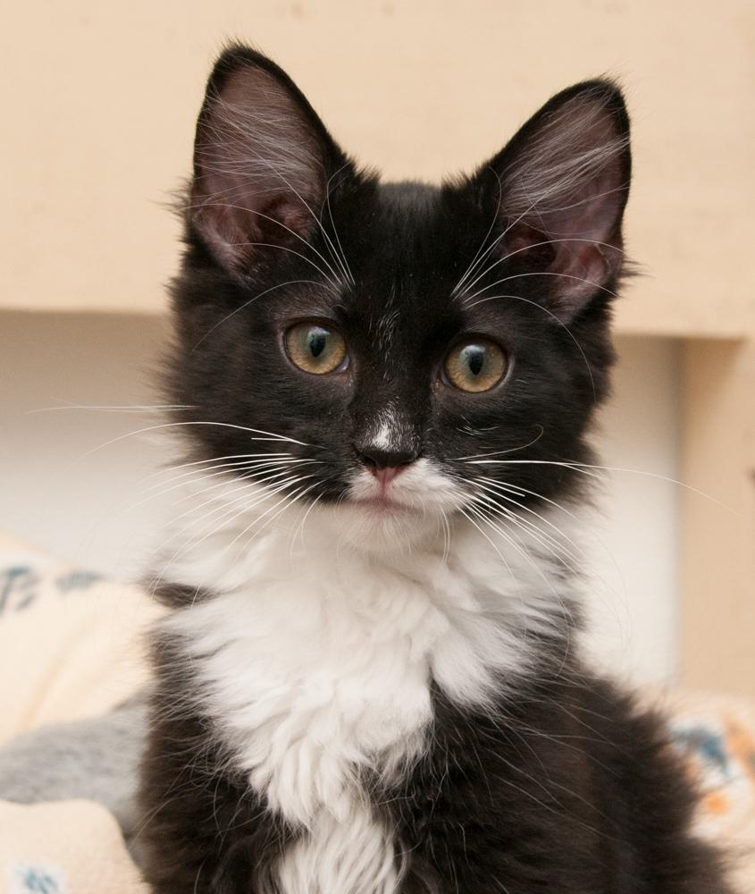 Inky (gets adopted with Binx)