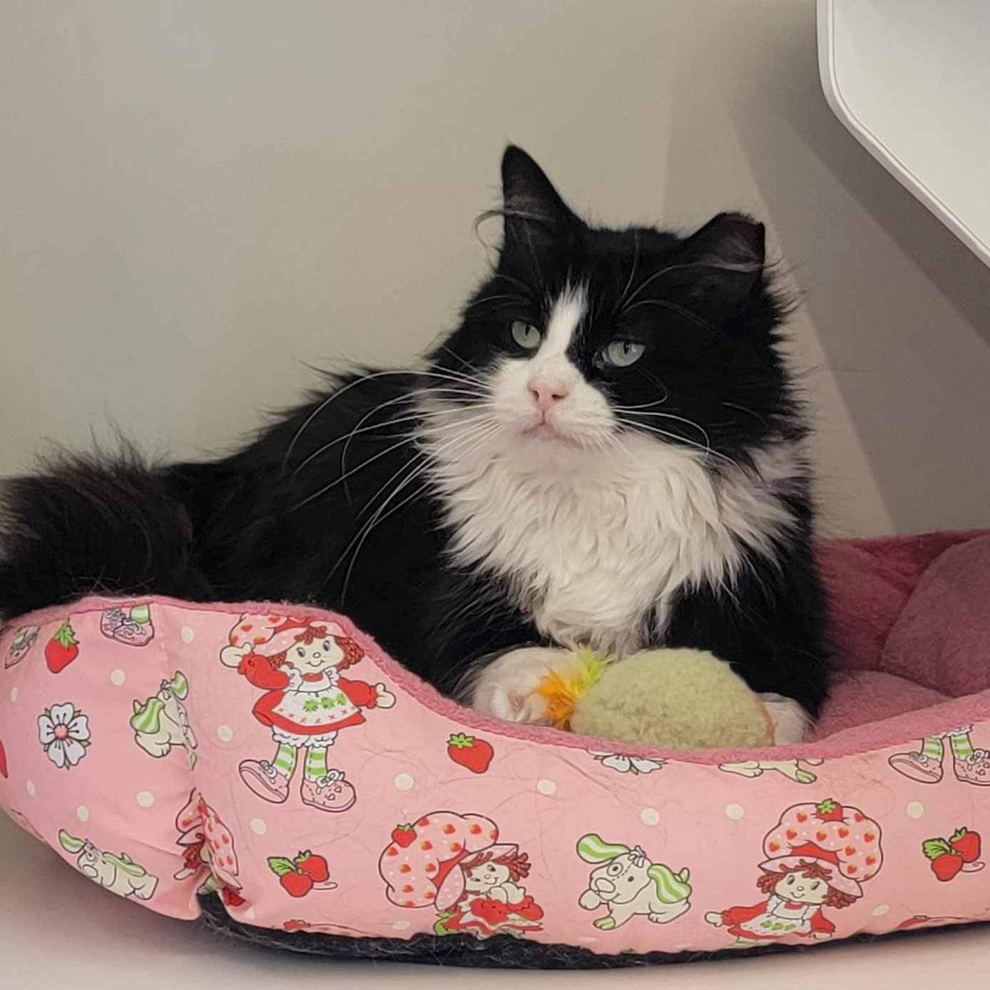 Gene Simmons adopted 8.28.26, a ADOPTABLE Domestic Long Hair in Wyandotte, MI image 4/6