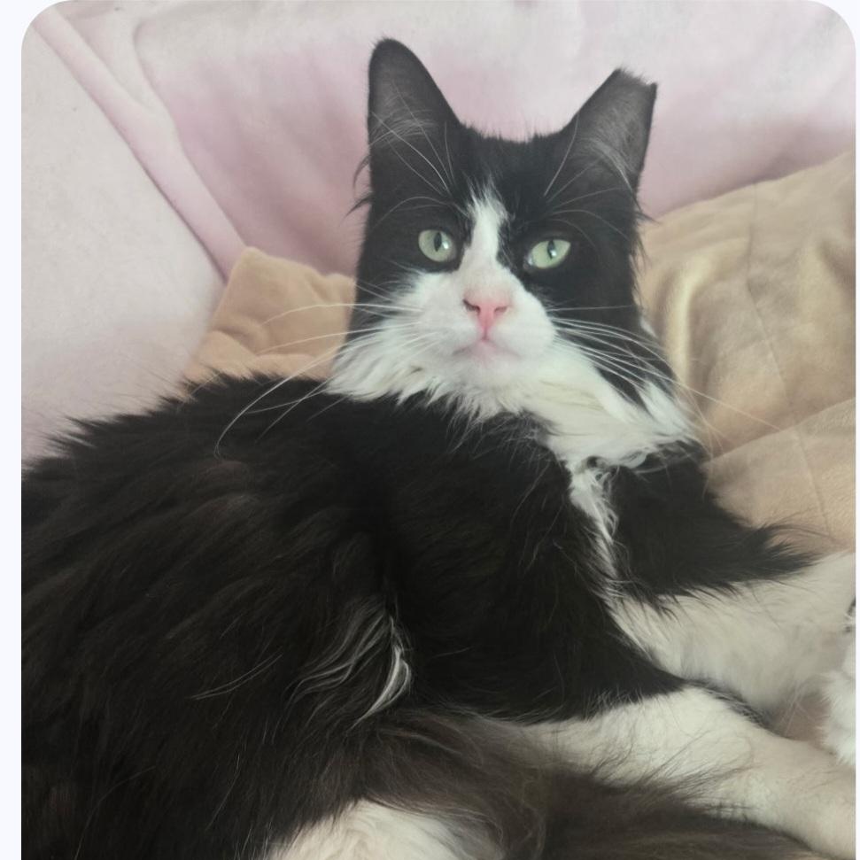 Enlarge Sophie, a ADOPTABLE Domestic Long Hair in Wyandotte, MI image 4/5