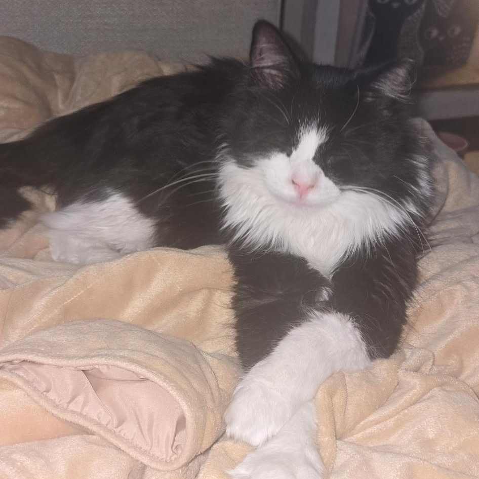 Enlarge Sophie, a ADOPTABLE Domestic Long Hair in Wyandotte, MI image 3/5