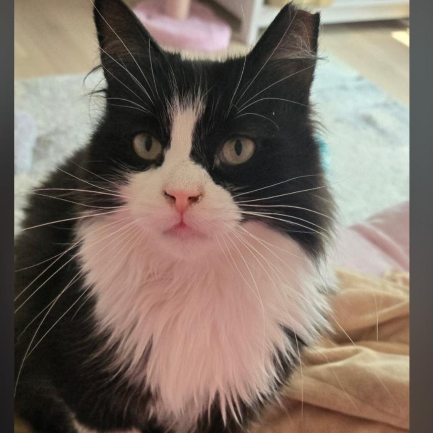Enlarge Sophie, a ADOPTABLE Domestic Long Hair in Wyandotte, MI image 2/5