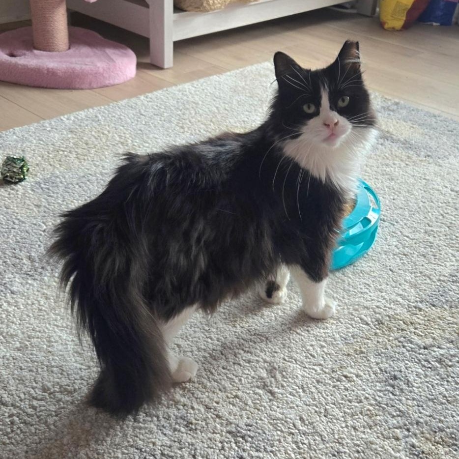 Sophie, ADOPTABLE, Adult Female Domestic Long Hair.