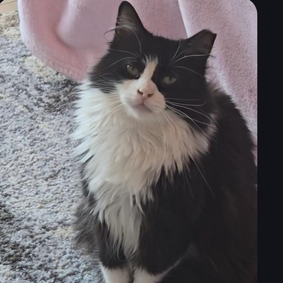 Sophie, ADOPTABLE, Adult Female Domestic Long Hair.