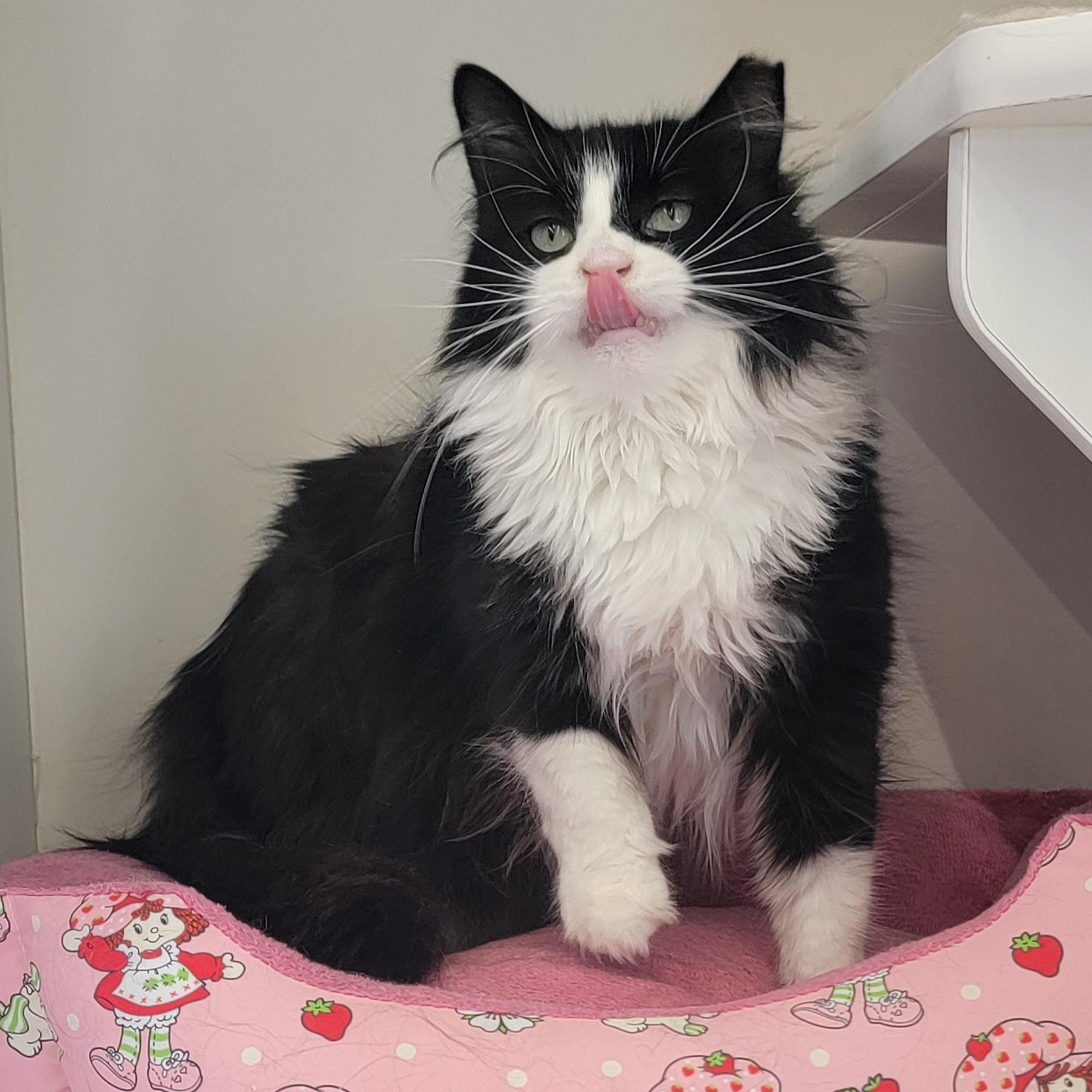 Gene Simmons adopted 8.28.26, ADOPTABLE, Adult Male Domestic Long Hair.