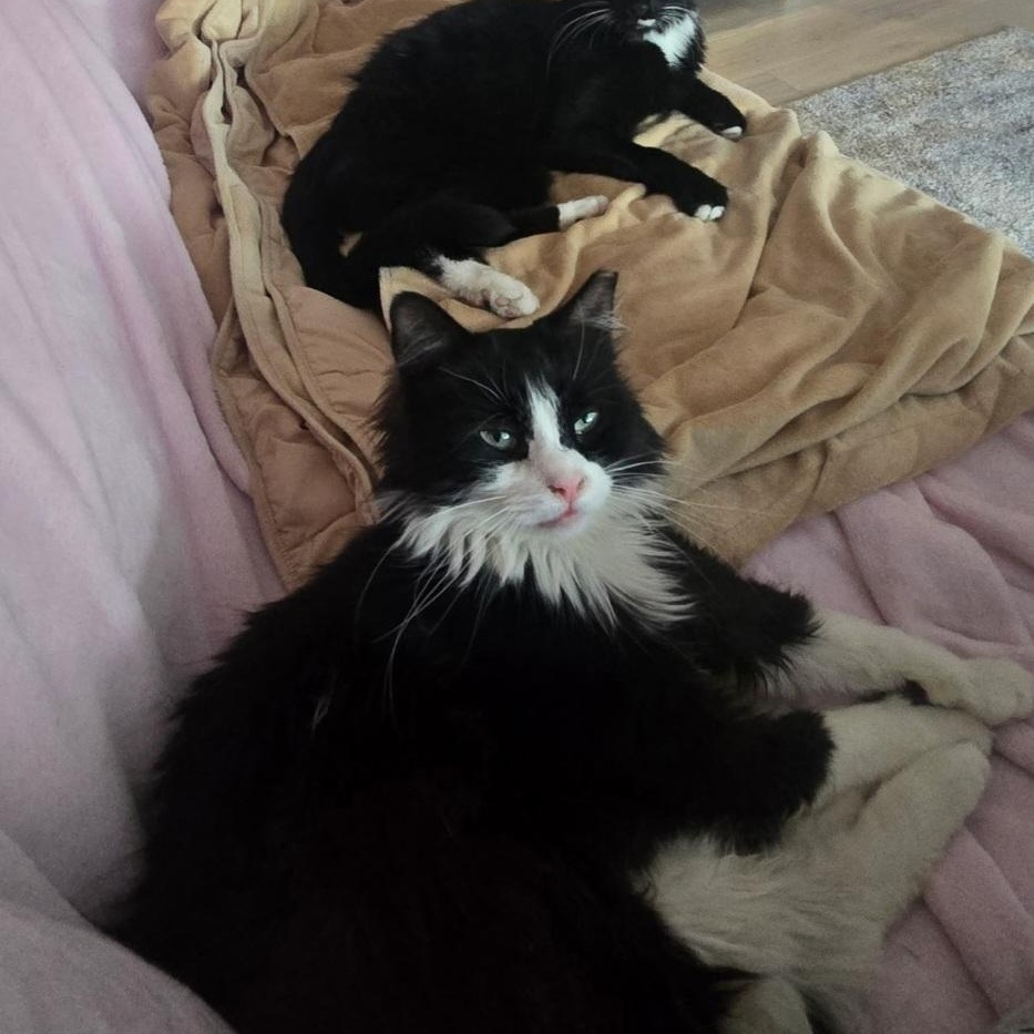 Enlarge Sophie, a ADOPTABLE Domestic Long Hair in Wyandotte, MI image 5/5