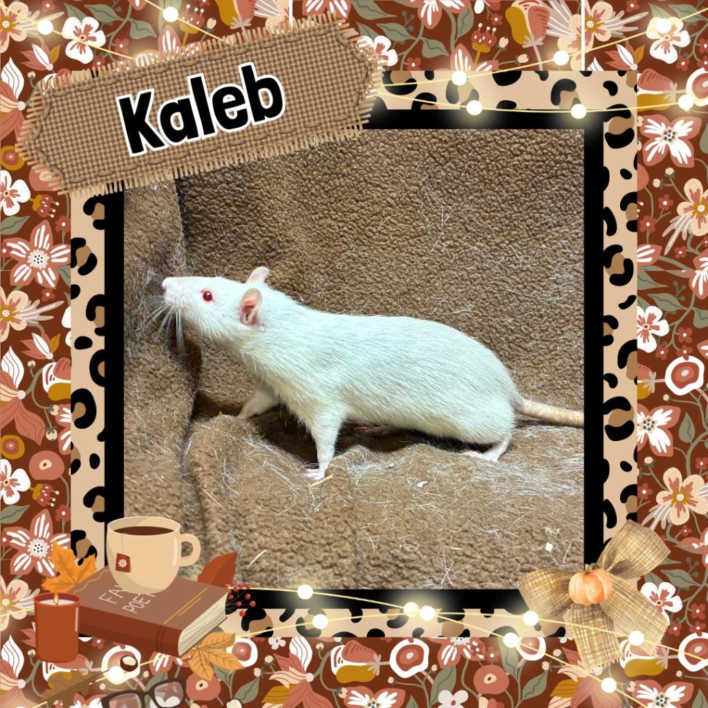 Kaleb, Adoptable, Baby Male Rat.