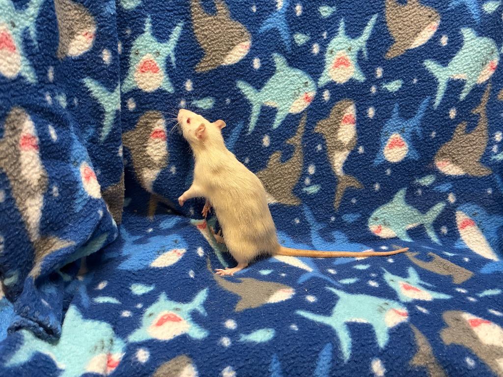 Enlarge Kaleb, a Adoptable Rat in Elizabethtown, KY image 2/2