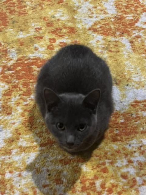 Fizzgig (26-011 C), a Adoptable Domestic Short Hair in Lansing, MI image 2/3
