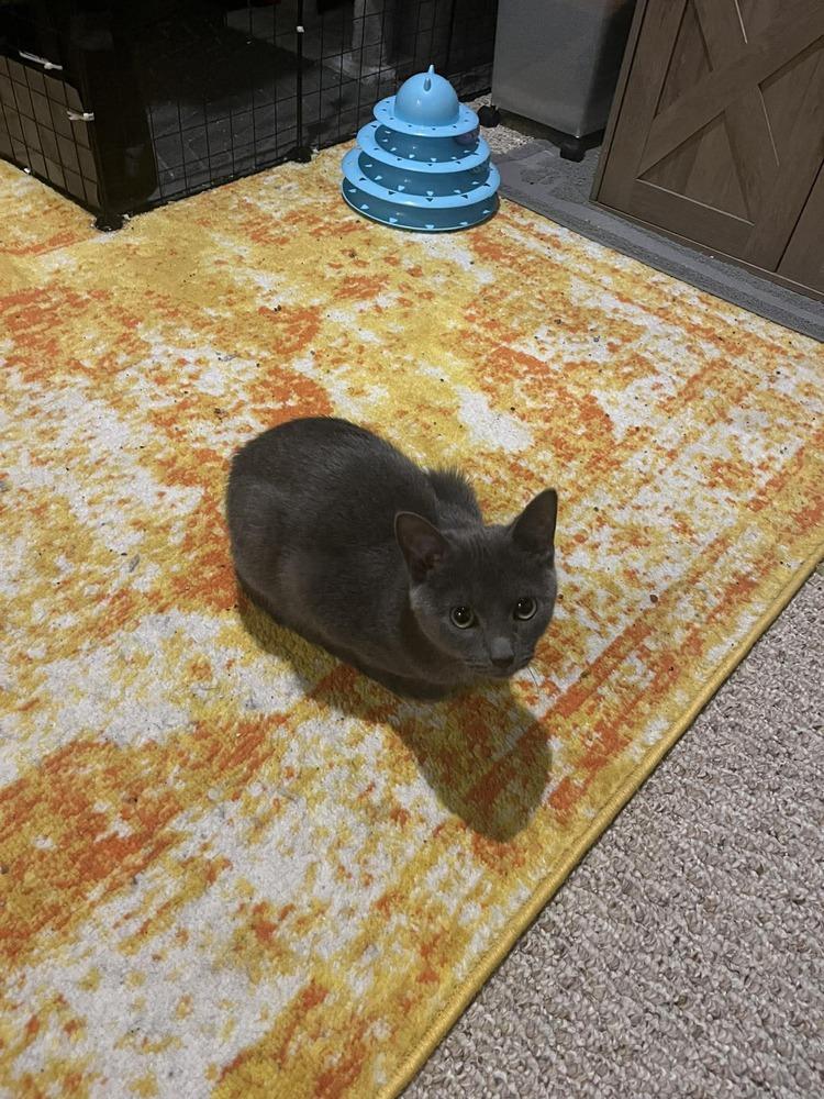 Enlarge Fizzgig (26-011 C), a Adoptable Domestic Short Hair in Lansing, MI image 1/1